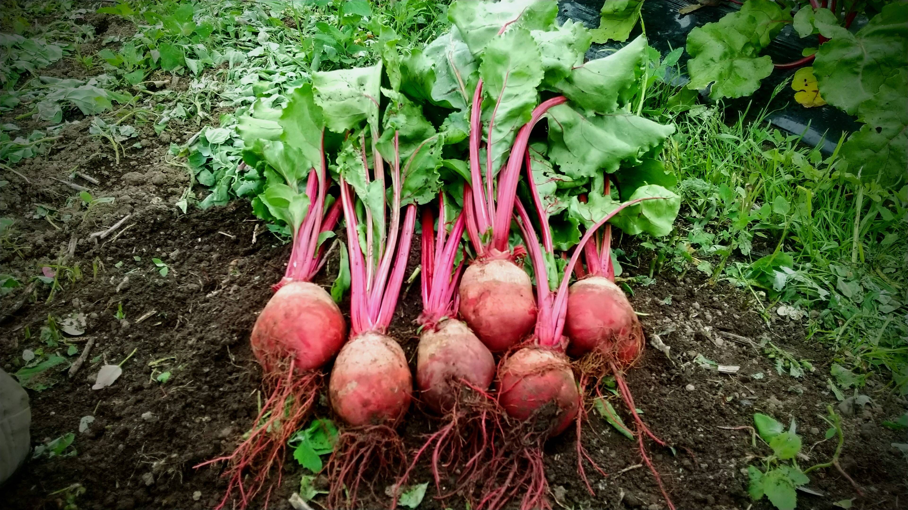 自然栽培 農薬 肥料は使わずじっくりと大きくなりました ビーツ 1 5kg 北海道産のビーツ 食べチョク 産地直送 産直 お取り寄せ通販 農家 漁師から旬の食材を直送