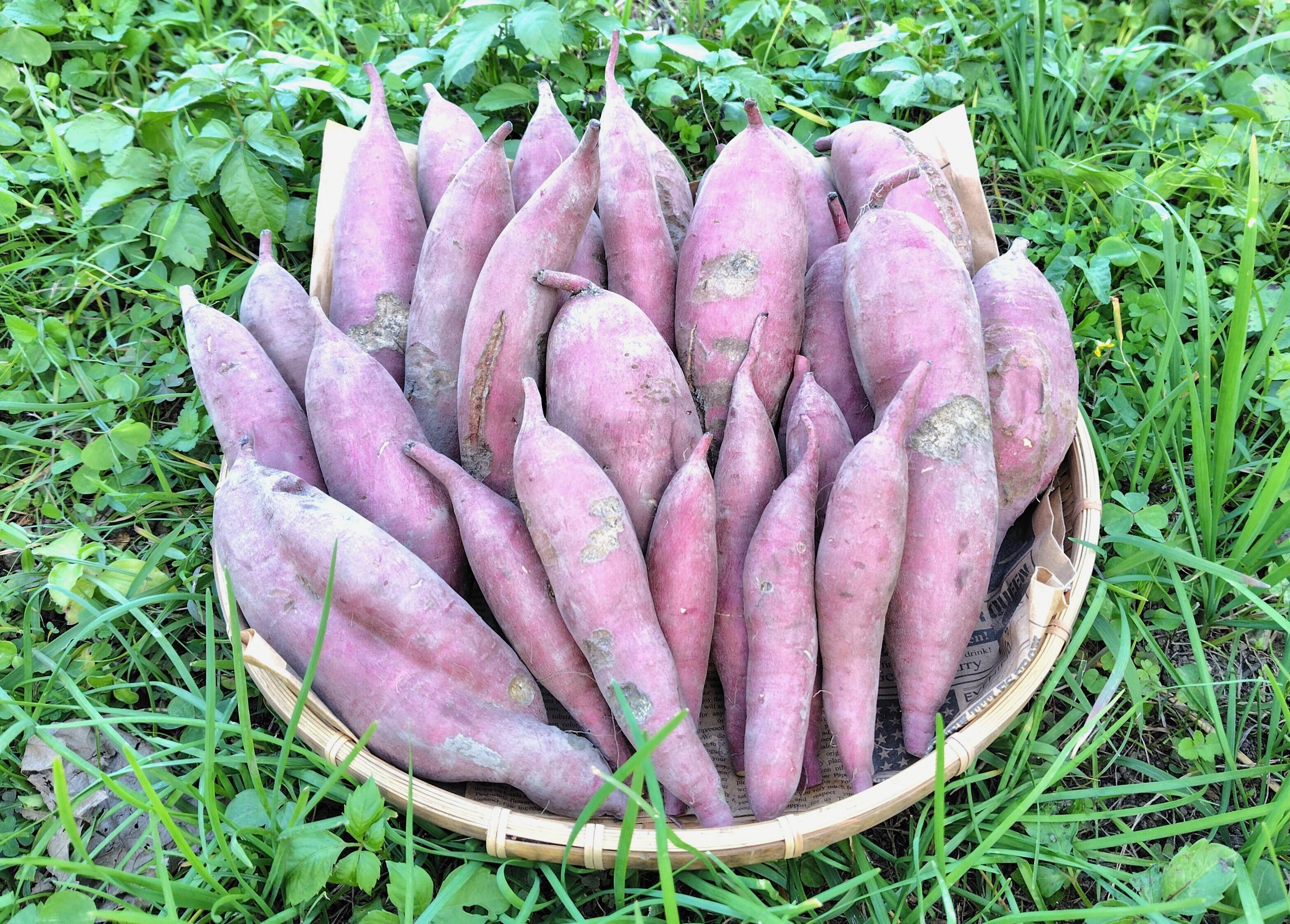 あまはづき　さつまいも　A品Ｌサイズ　10kg 残りわずか 訳ありC品】熟成不要のさつま芋「あまはづき10kg」残り1セット