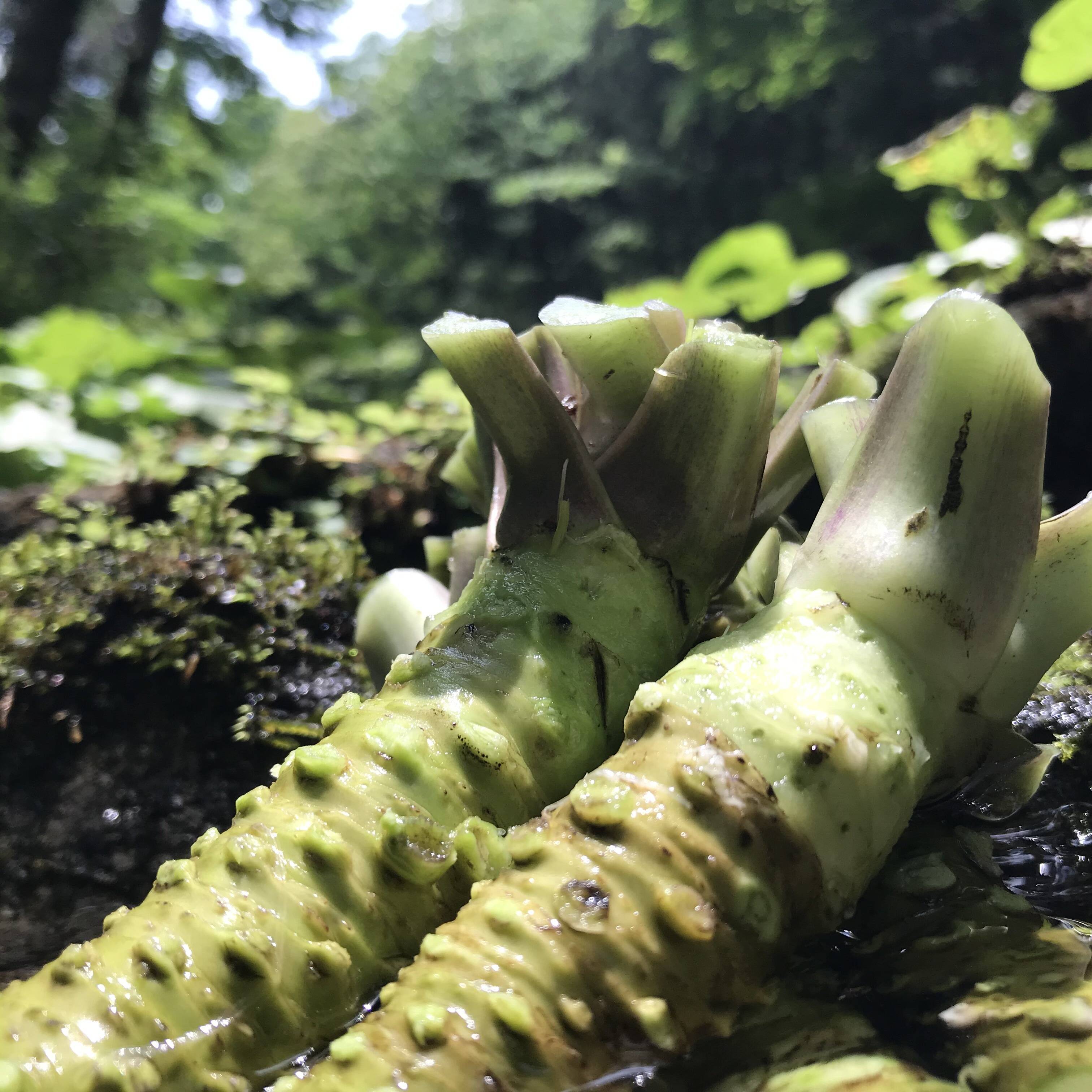 天城山麓の恵み！生わさび2５0g（３本〜６本）：静岡県産の野菜｜食べチョク｜産地直送(産直)お取り寄せ通販 - 農家・漁師から旬の食材を直送