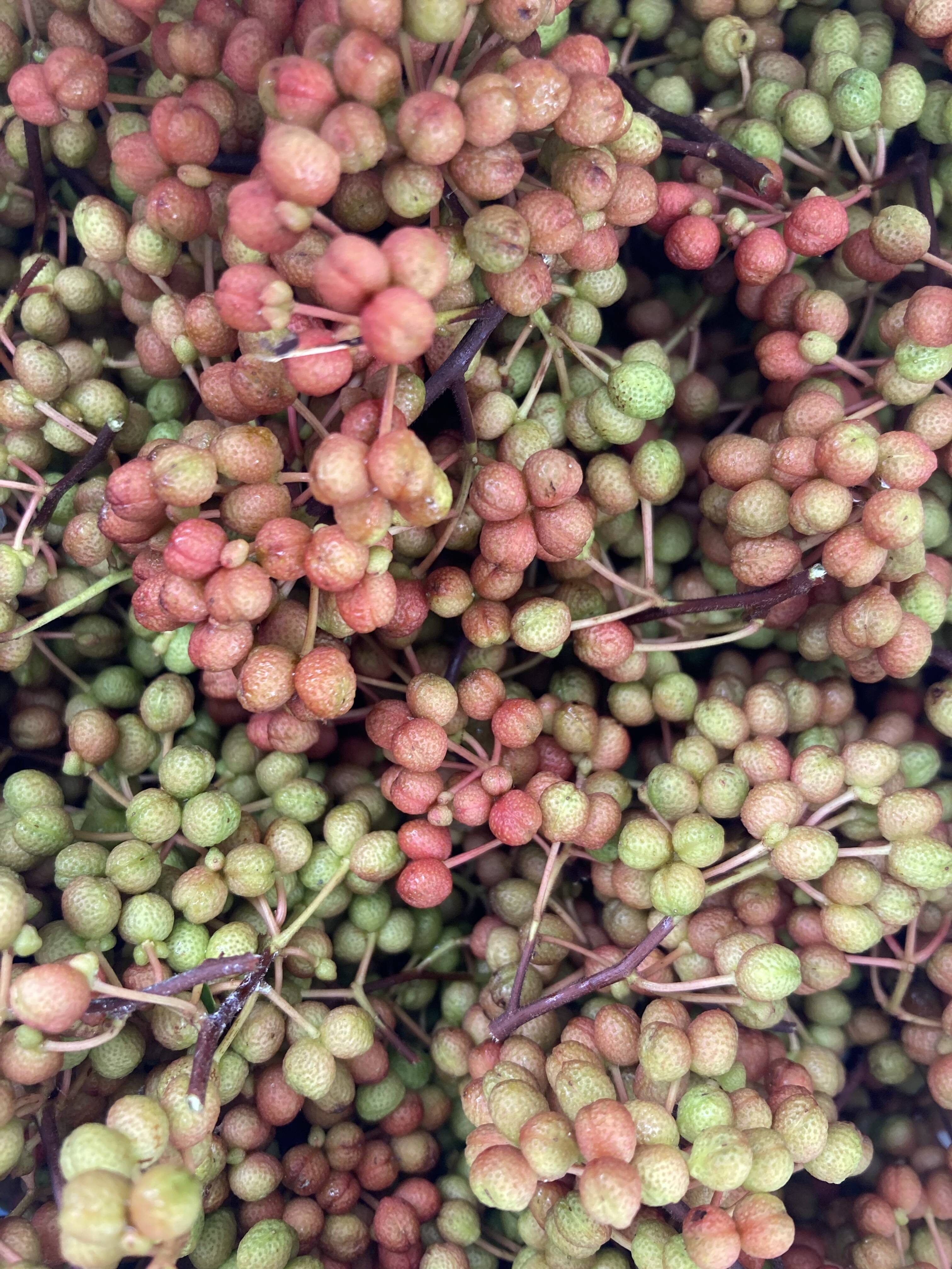 天然 山椒の実 500グラム 京都産：京都府産の野菜｜食べチョク｜産地