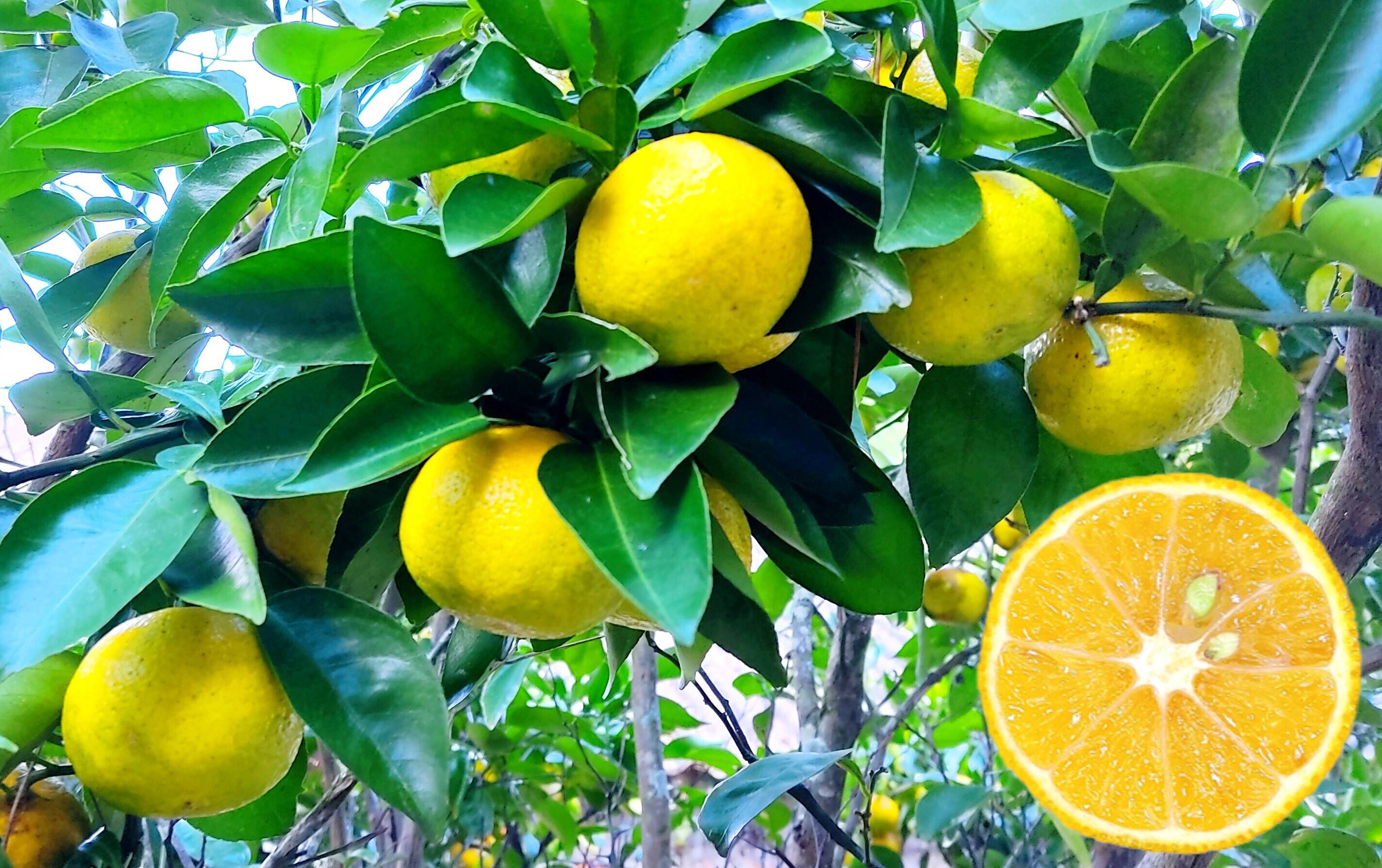 徳島県産⭐️幻の柑橘 ゆこう★たっぷり7kg♪ dd66f7595509aac363275b200d75a8