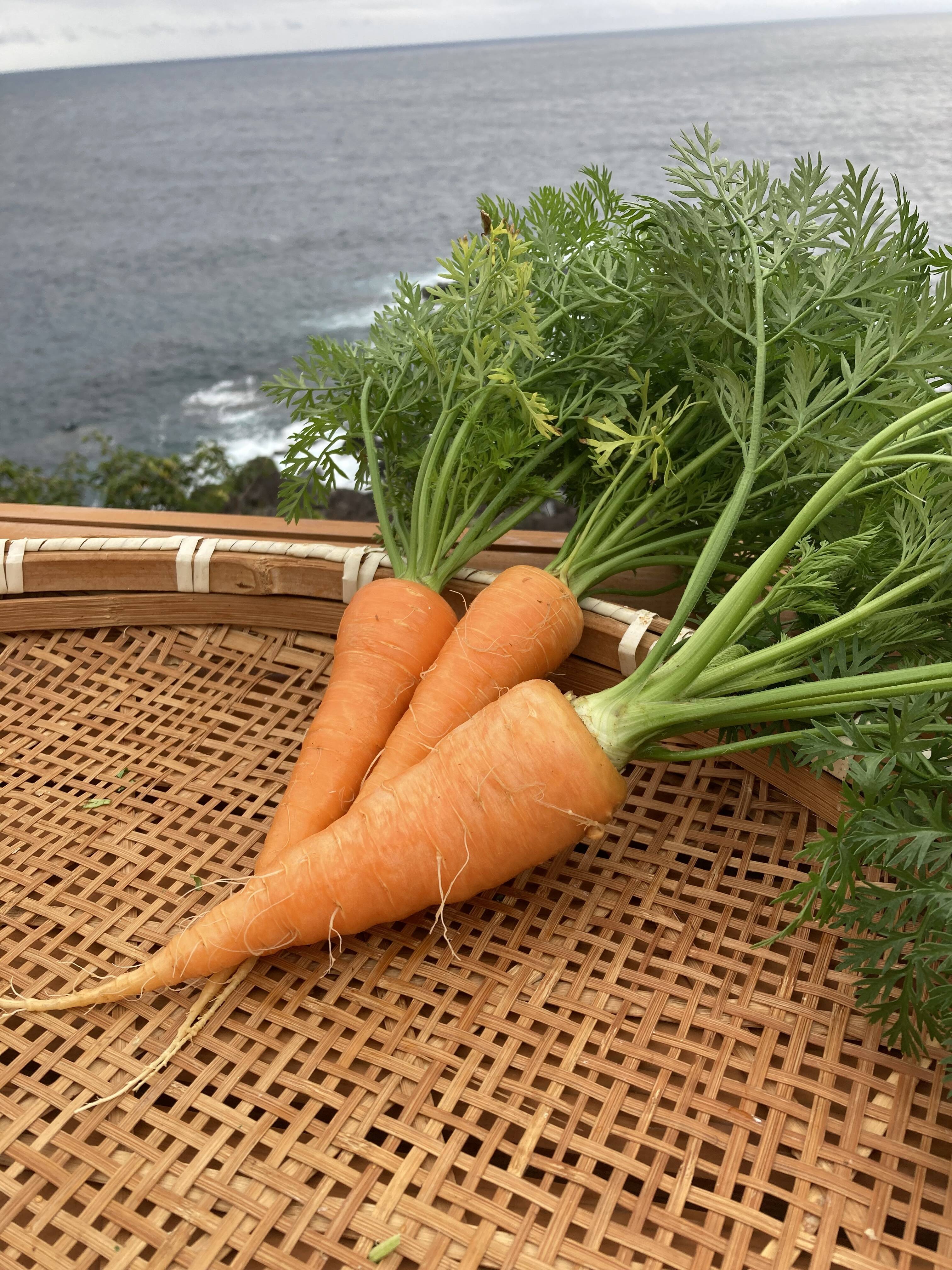 山口県産人参の葉っぱ - 野菜