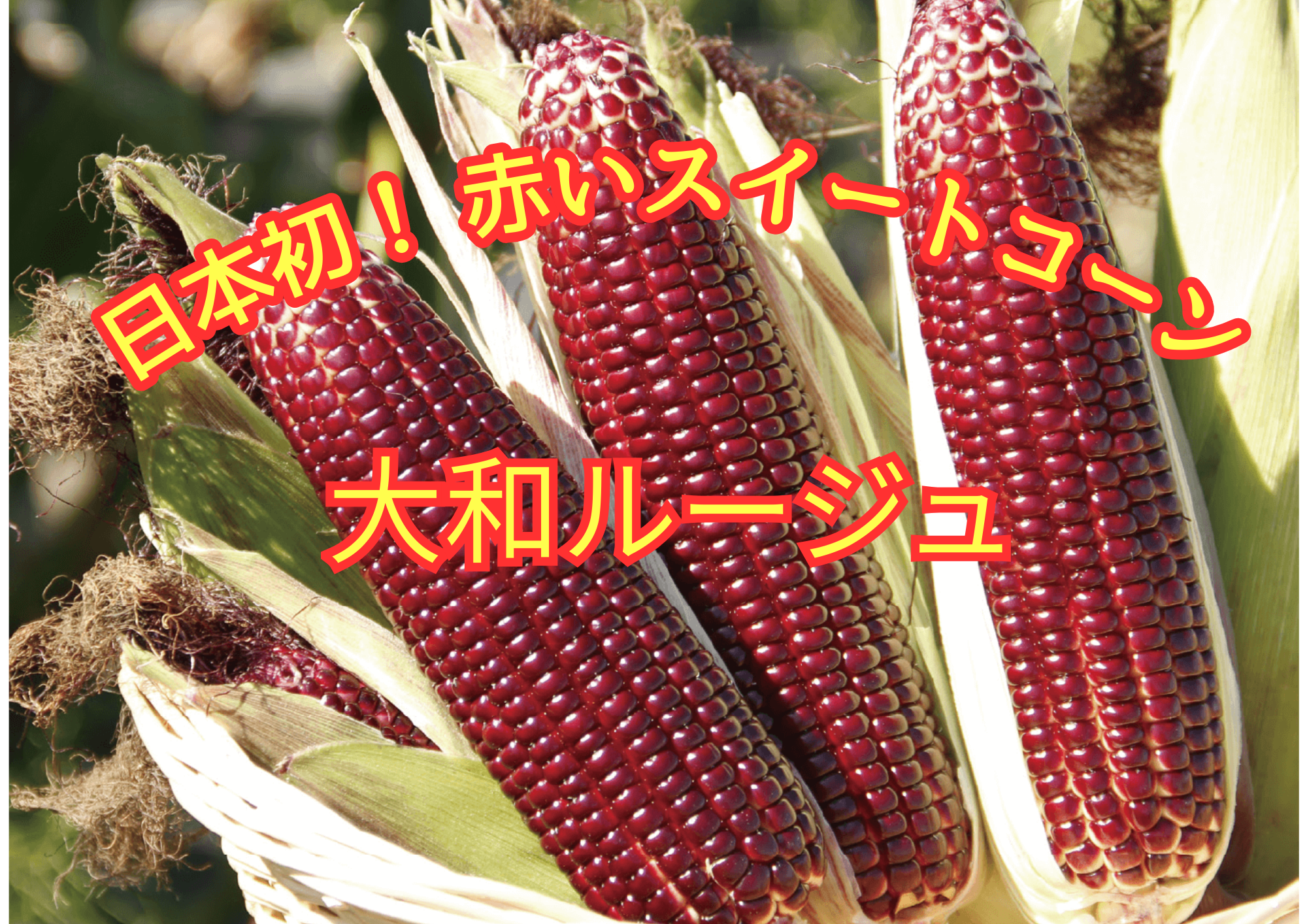 6月中旬発送】赤いとうもろこし大和ルージュ 2Lサイズ10本入：福岡県産