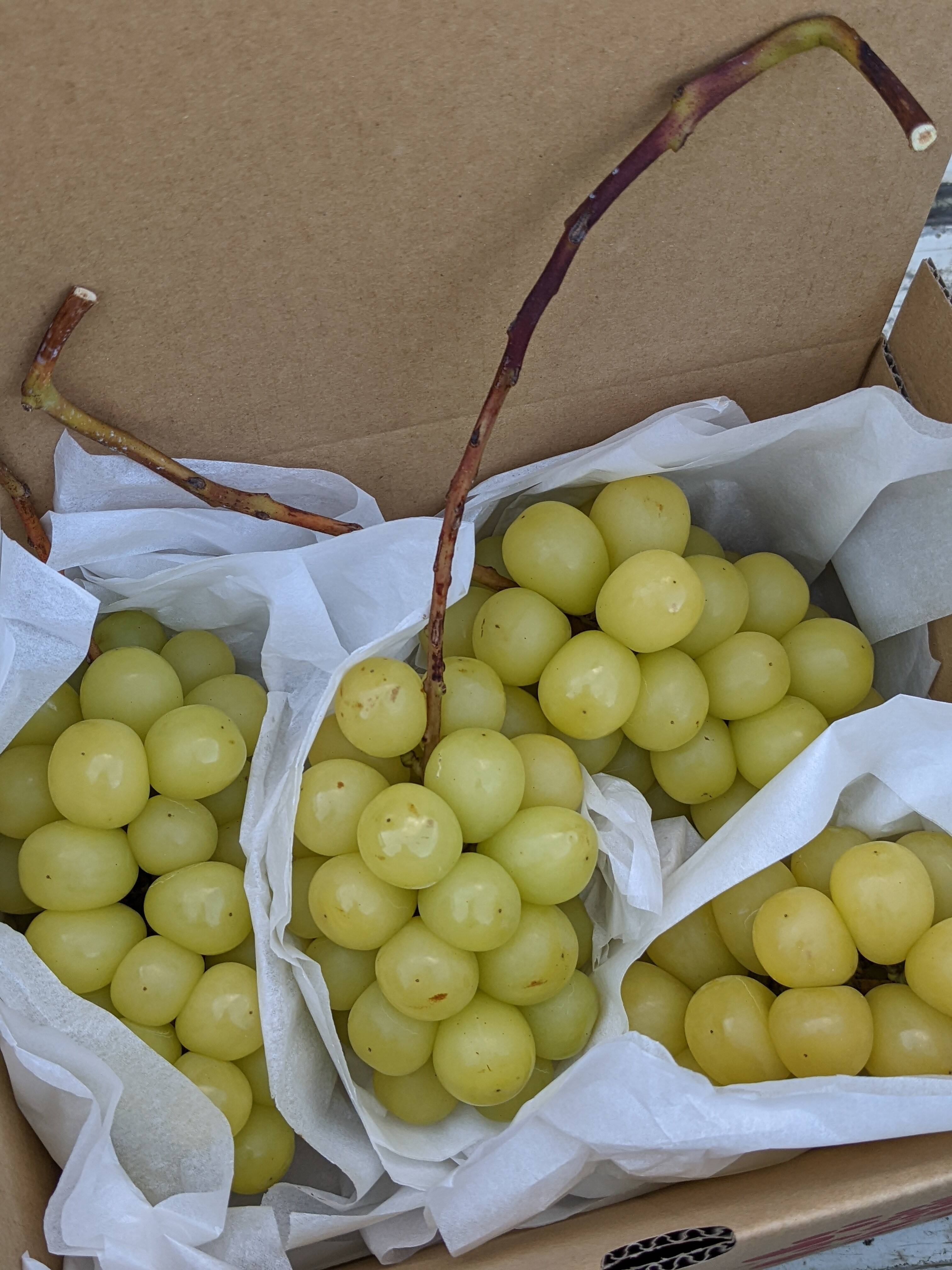 今年も極甘！パリッと甘い須高の完熟シャインマスカット1.2kg：長野県