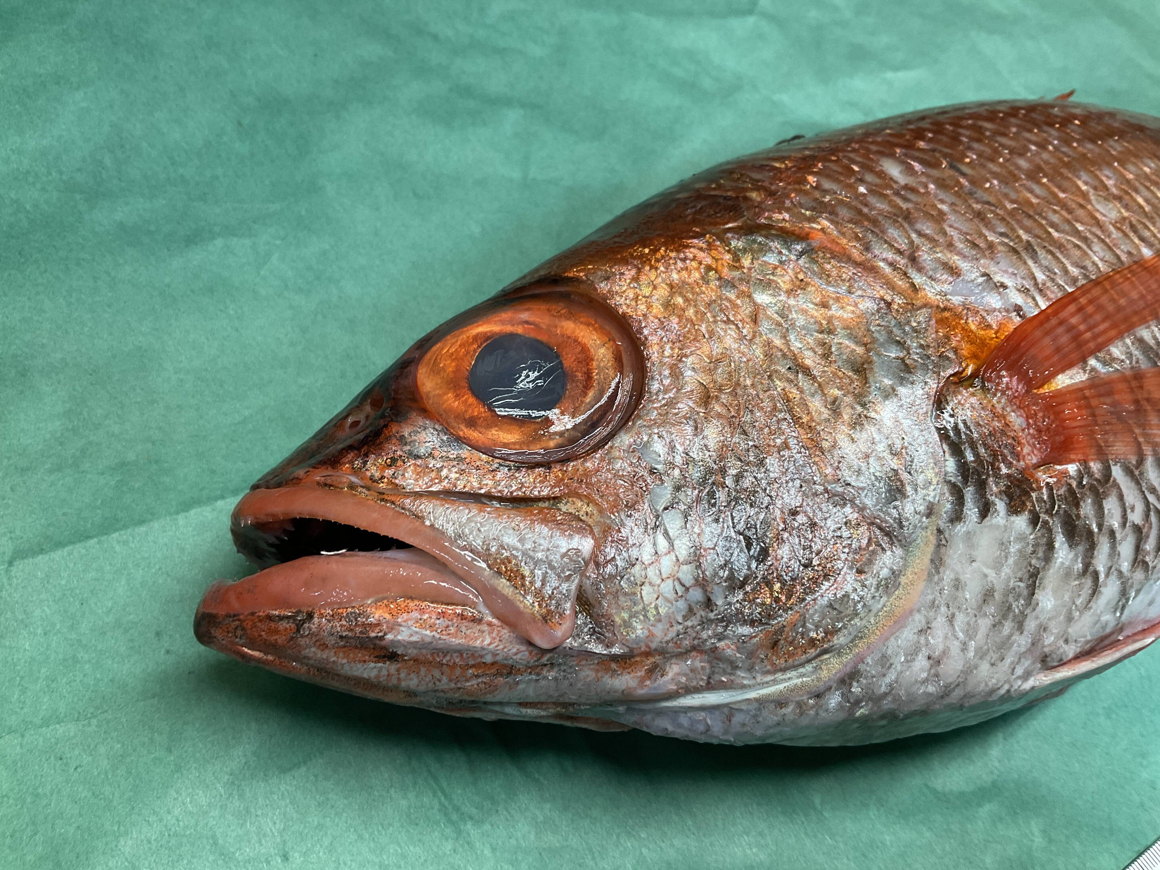 幻の超高級魚「のどぐろL-1kg」お刺身用・脂のってます！！ 山陰境港産 - 魚介類