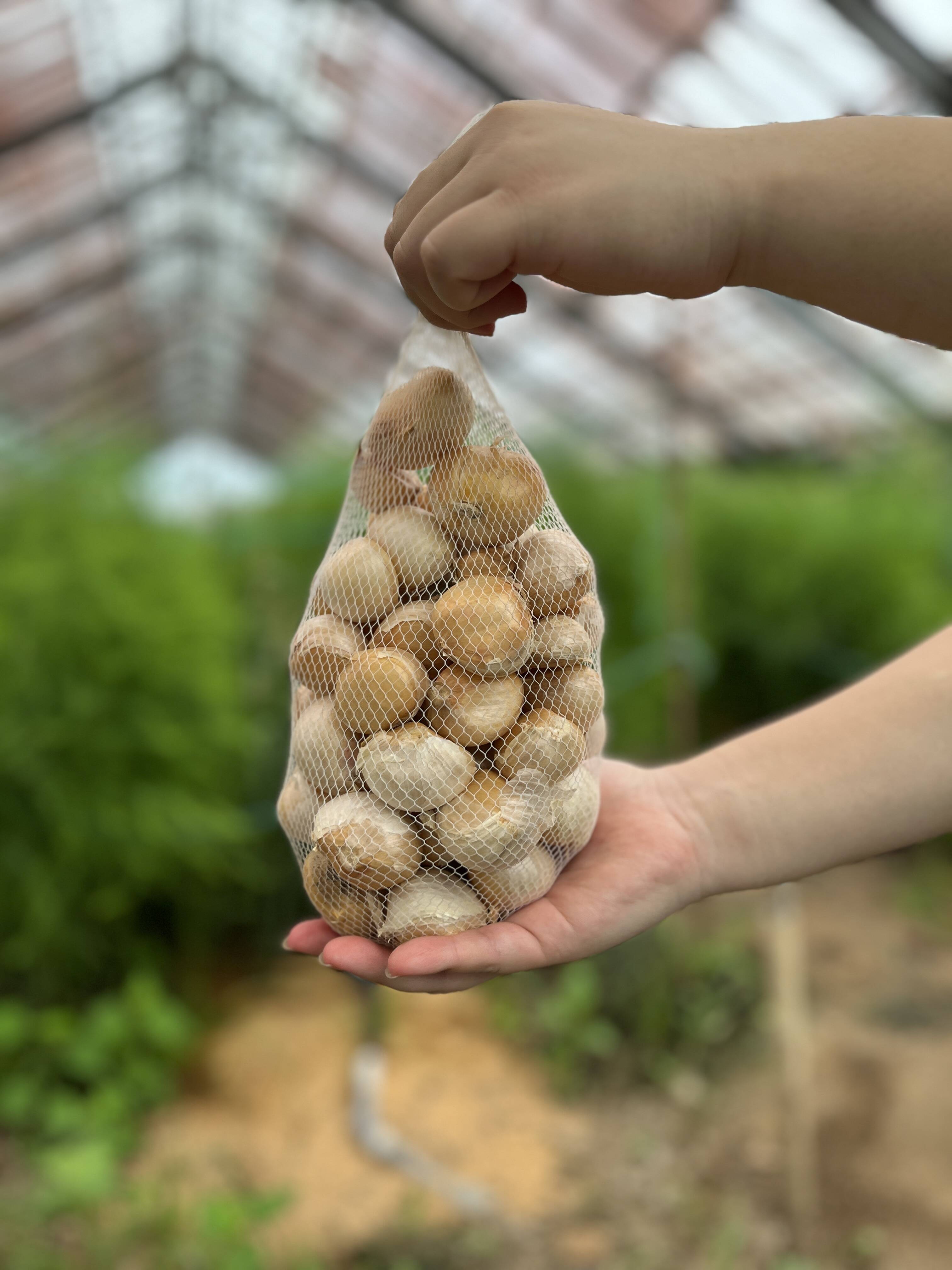 ジャンボニンニク バラ売り 1kg：熊本県産のジャンボにんにく