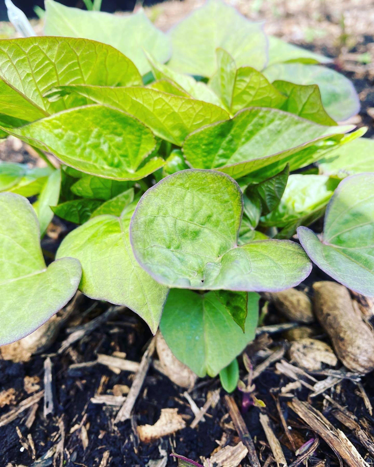 茨城県産!べにはるか苗50本:茨城県産の花・植物|食べチョク 茨城県産!べにはるか苗50本:茨城県産の花・植物|食べチョク