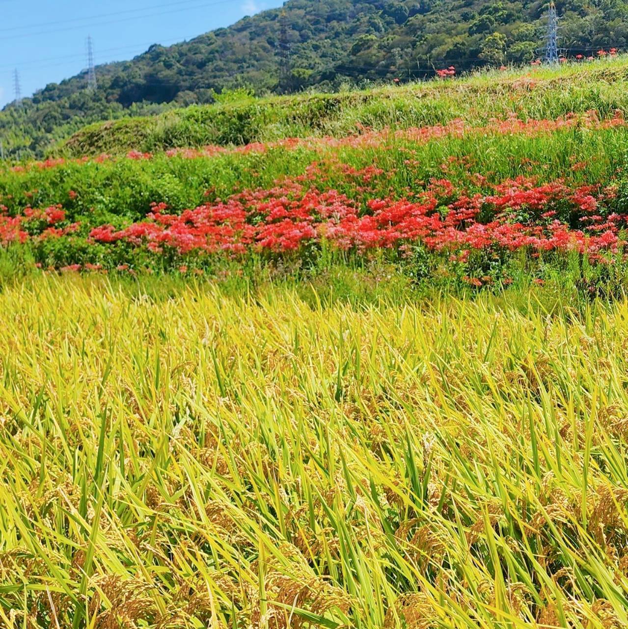 前田農園へのレビュー・商品：和歌山県｜食べチョク｜産地直送(産直)お取り寄せ通販 - 農家・漁師から旬の食材を直送