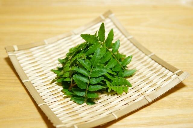 葉山椒　木の芽1キロ 愛知県豊田市旭産 山椒の葉（木の芽）20 g：愛知県産の葉山椒