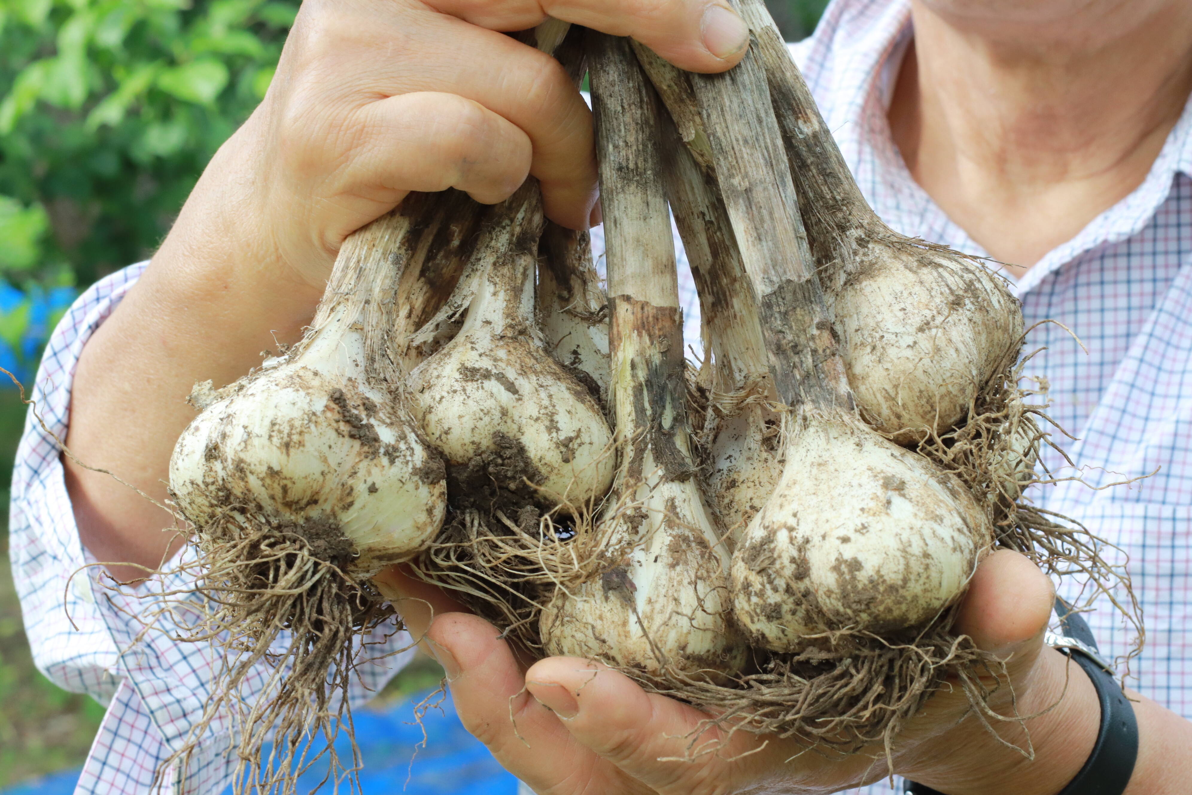 ☆お買い得☆ 無農薬栽培 福岡県産 バラ ニンニク 10kg 格安人気