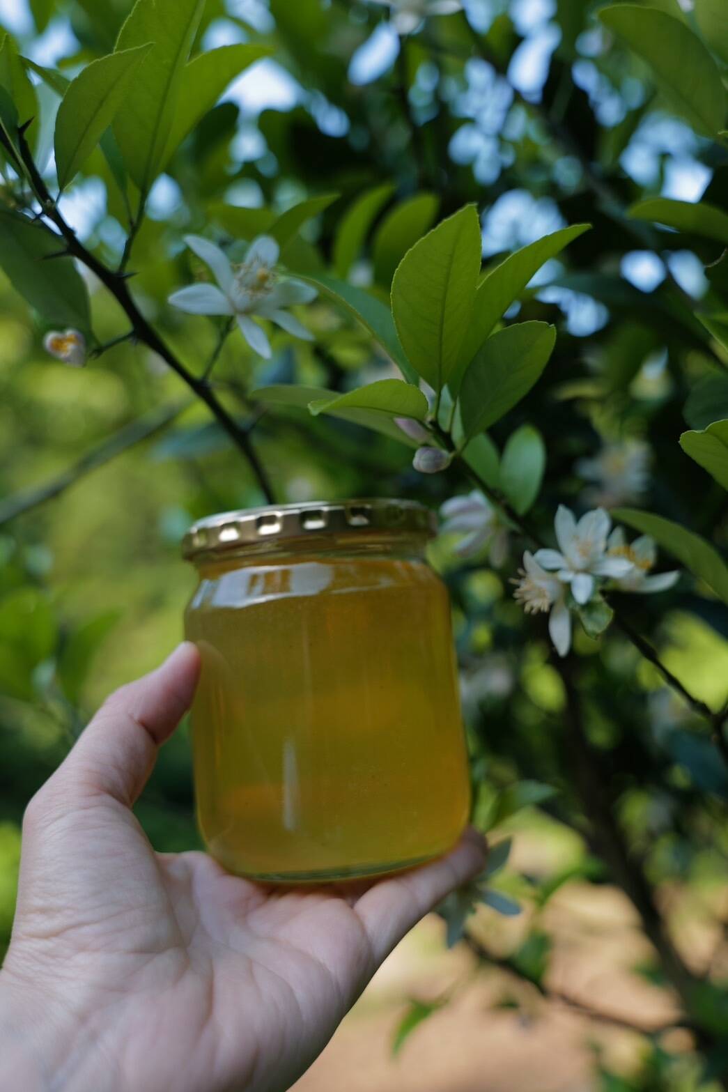 大容量】贅沢な香り!西洋蜜蜂の生ハチミツ『みかん蜜』500ml：福岡県産のはちみつ｜食べチョク｜産地直送(産直)お取り寄せ通販 -  農家・漁師から旬の食材を直送