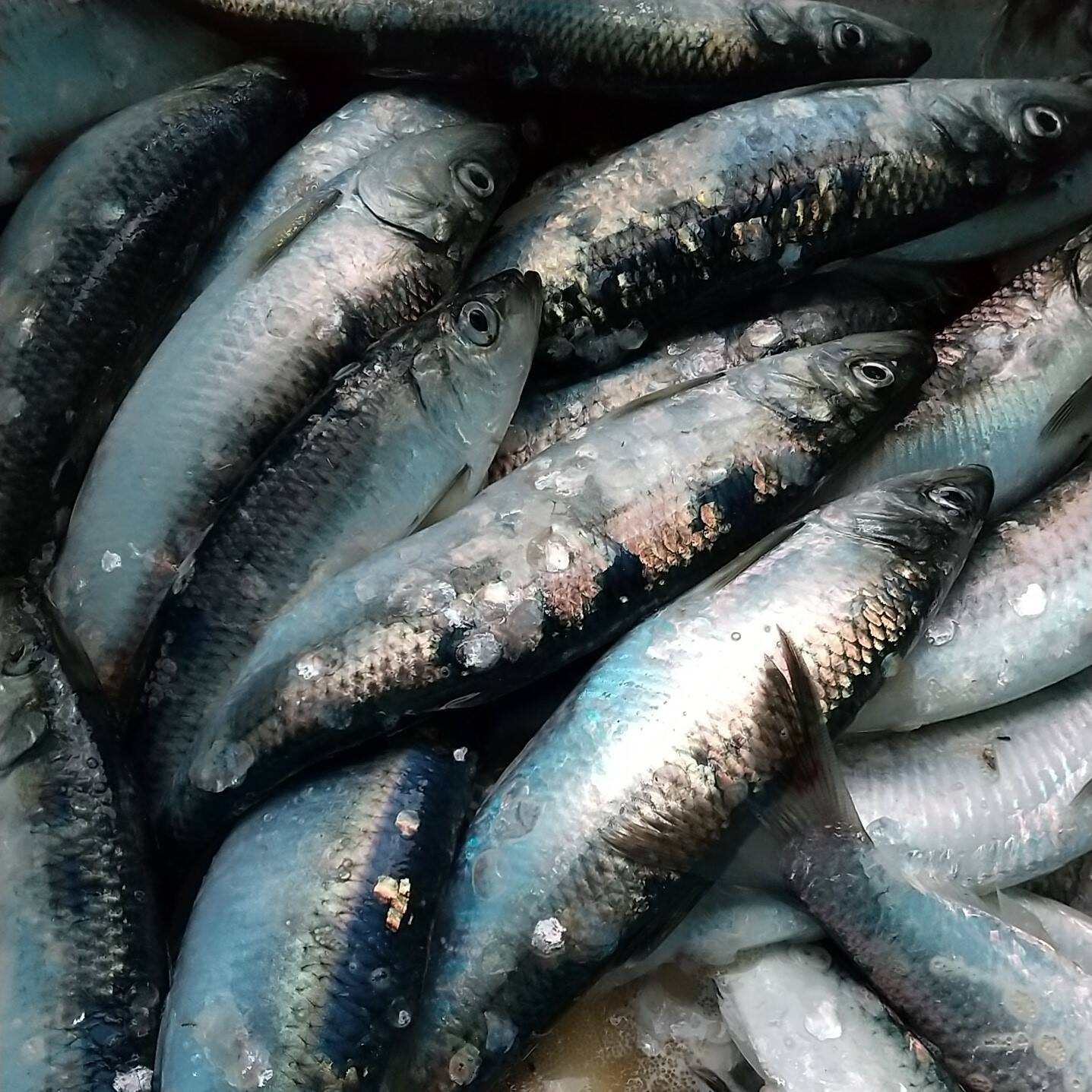 驚きの声多数！】刺身で食べる活〆 生ニシン：北海道産の魚｜食べチョク｜産地直送(産直)お取り寄せ通販 - 農家・漁師から旬の食材を直送