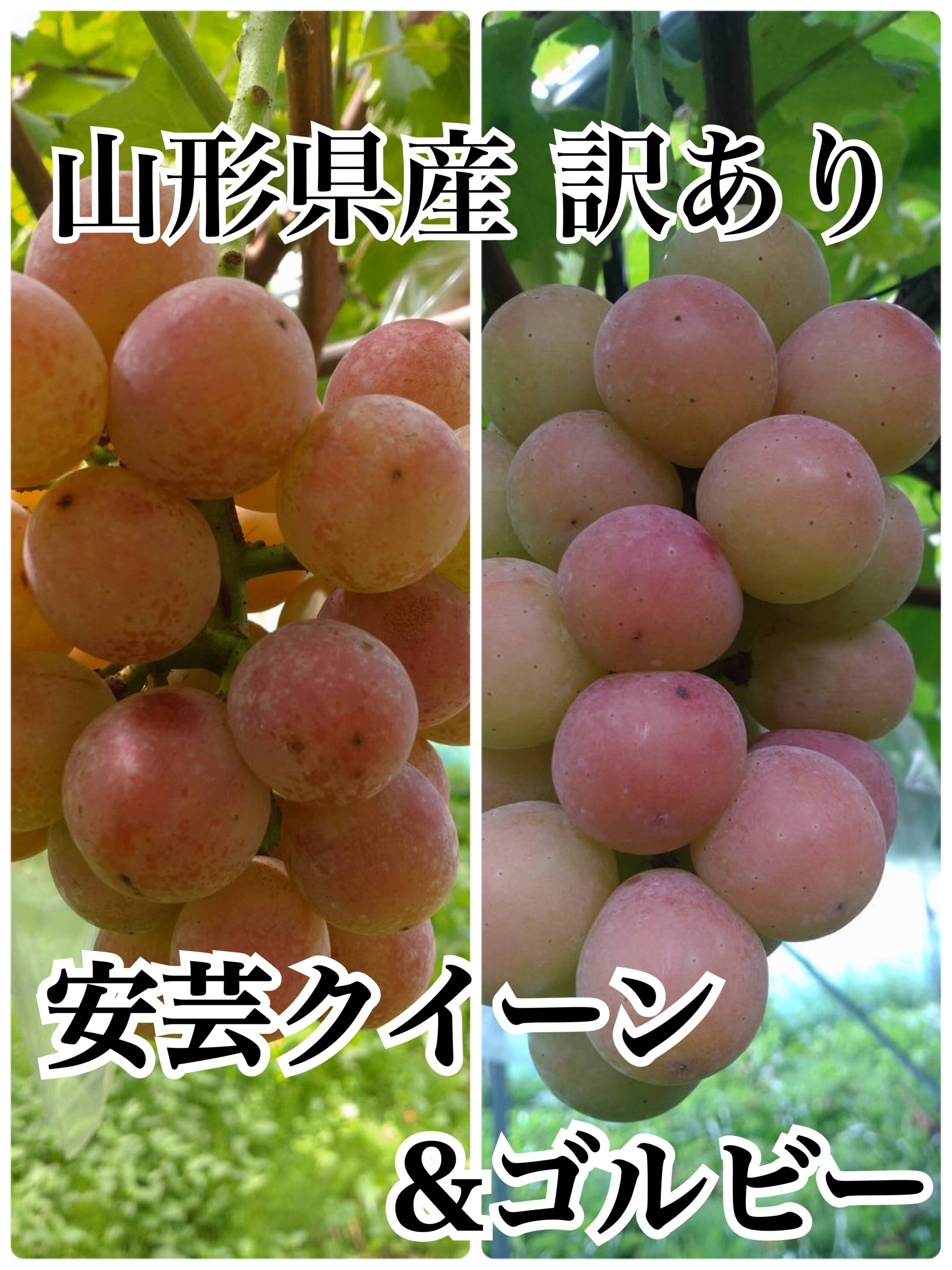 数量限定 訳あり】安芸クイーン1kg&ゴルビー1kg：山形県産の安芸 