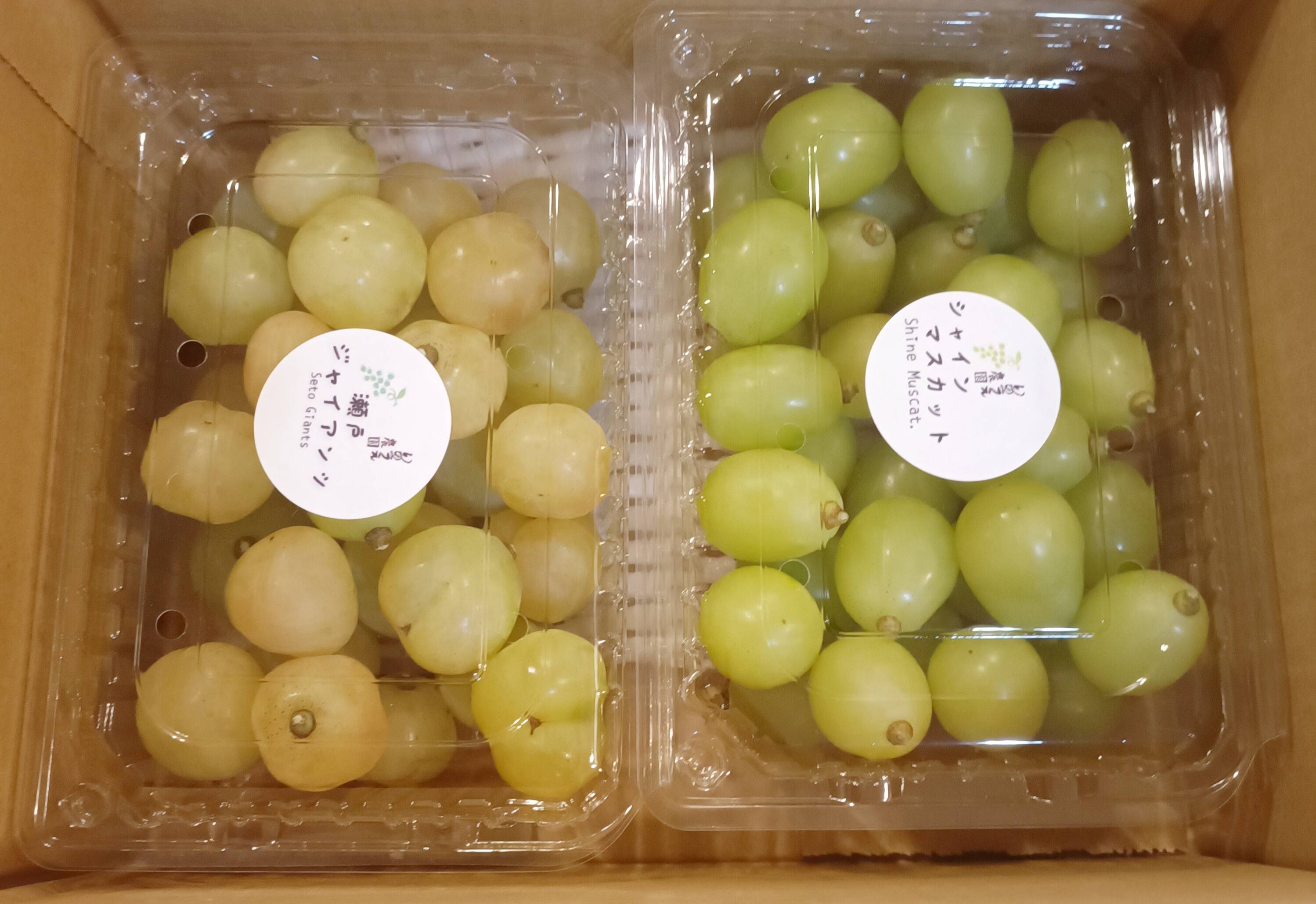 MIKO商品　脱粒シャインマスカット10kg 瀬戸ジャイアンツ粒1kg、シャインマスカット粒2kgセット：岡山県