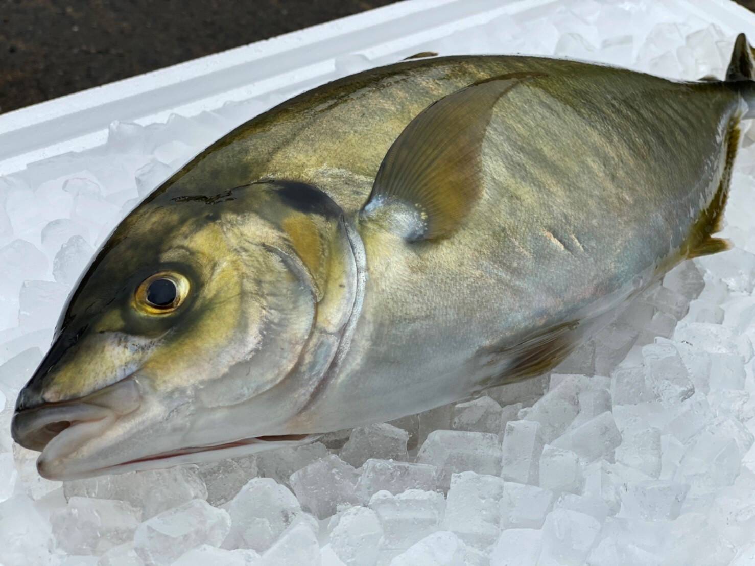 期間限定！シマアジ（約1kg×2尾）【さばき方＆魚レシピ付き】 【冬