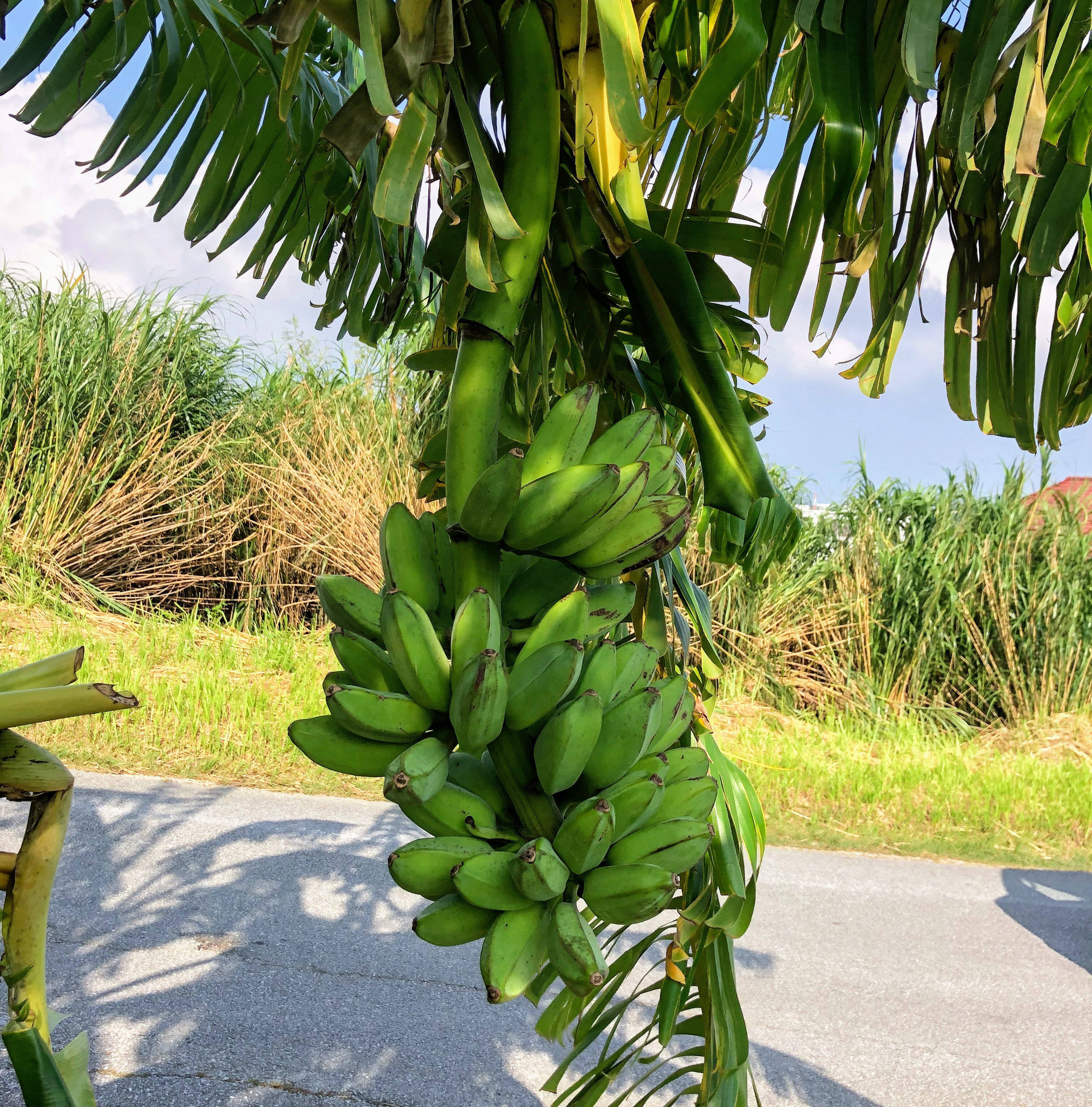 特別価格 ジュース スムージー用 訳ありアイスクリームバナナ３kg 沖縄県産 食べチョク 農家 漁師の産直ネット通販 旬の食材を生産者直送