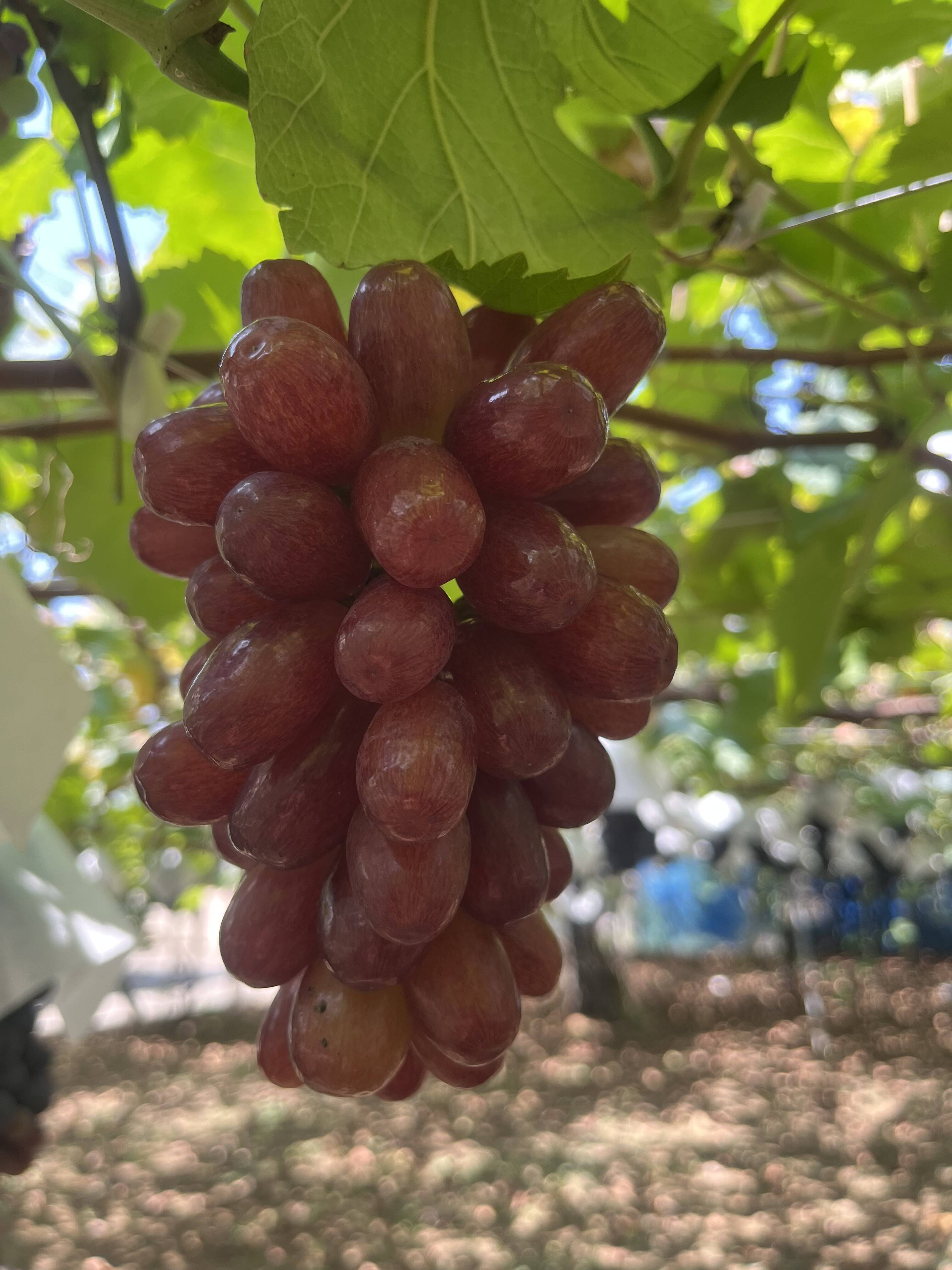 大注目！クイーンセブン：山梨県産のクイーンセブン｜食べチョク｜産地