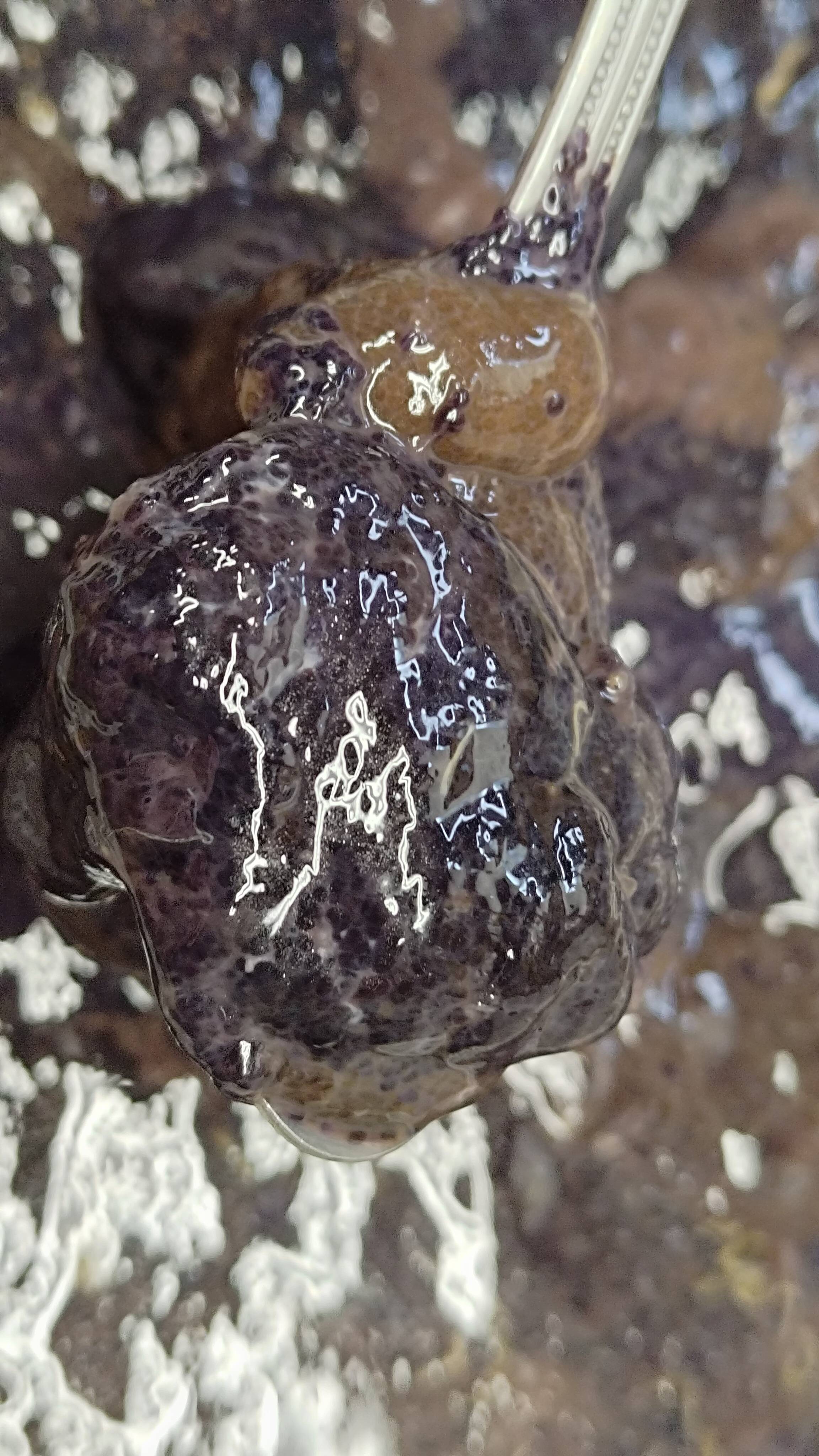 禁断の珍味】タラバガニの生内子/500g前後/旨すぎて食べ過ぎ注意【生