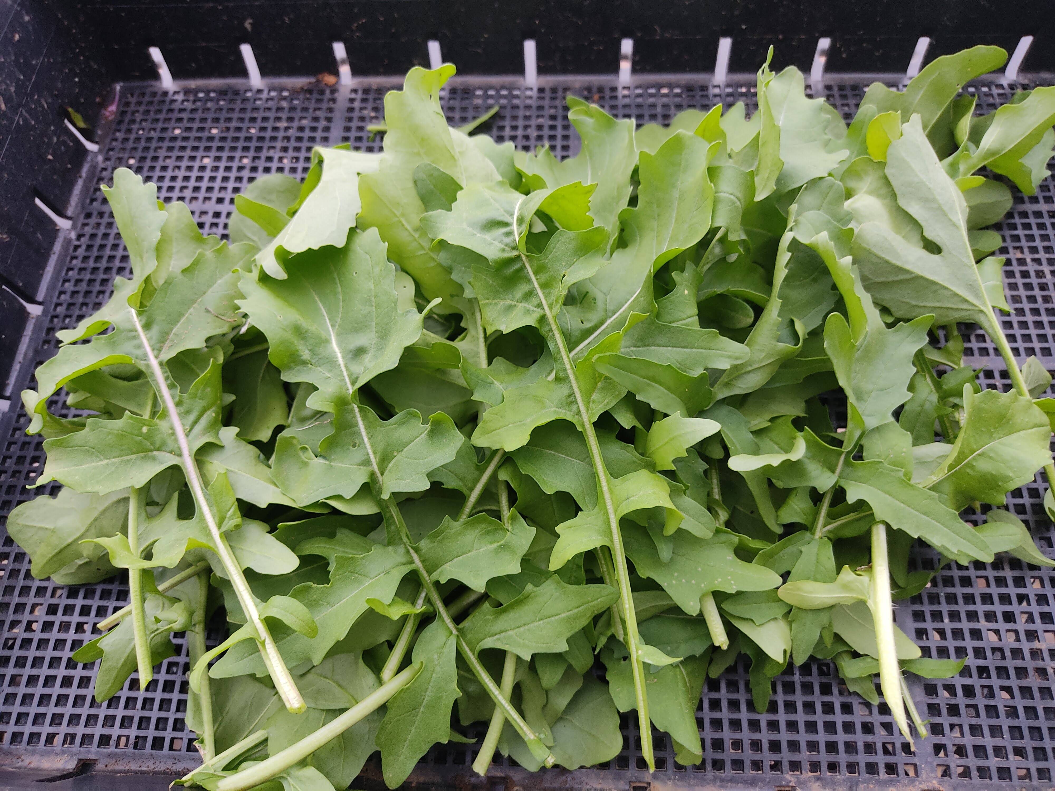 ＊ルッコラページ＊ 🌿香りが違う！朝どれルッコラ約200g｜サラダで主役級｜農薬・化成肥料