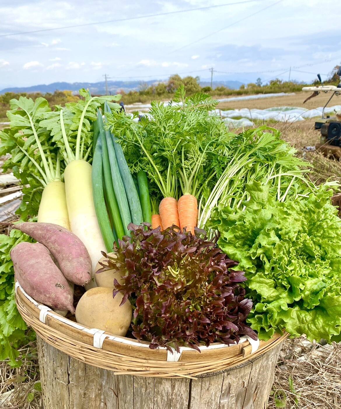 買い誠実 淡路島産 農薬不使用旬の野菜セット（5品以上）：兵庫県産の野菜 野菜