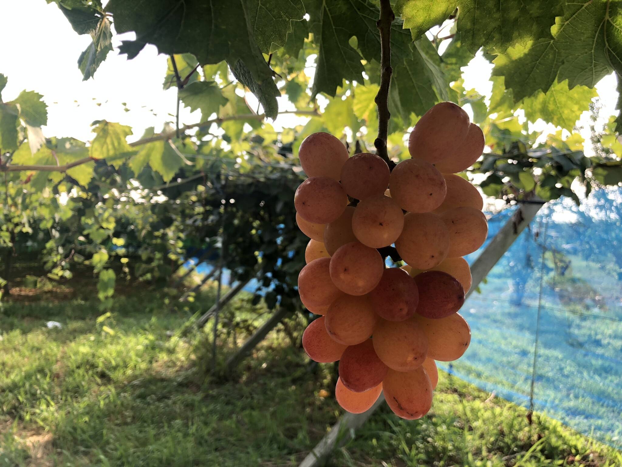 夢の食べ比べ】希少で美味しいサンシャインレッドとその親シャイン