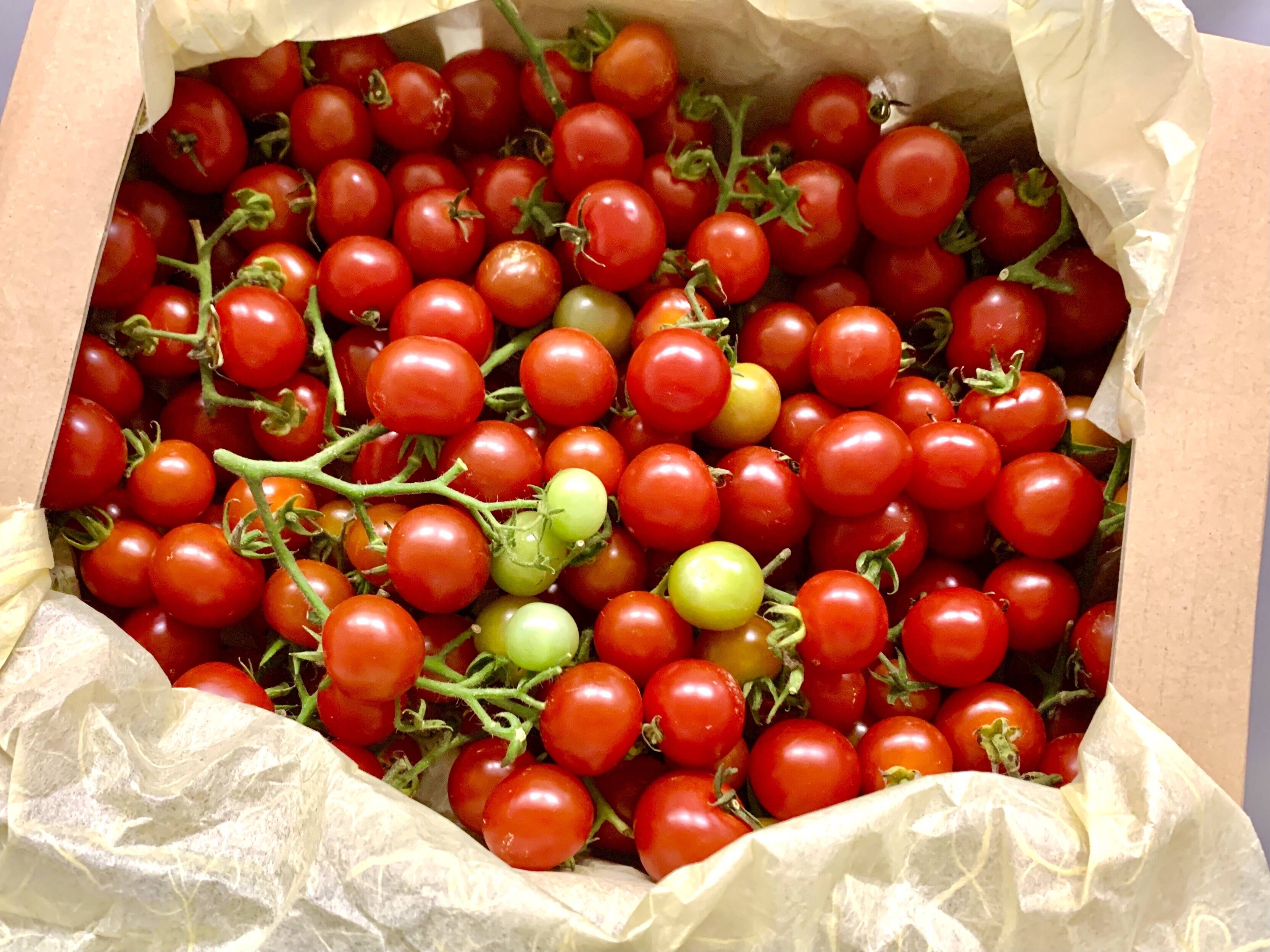 予約中 ミニトマト 新潟県産 コメント 出品情報用 野菜