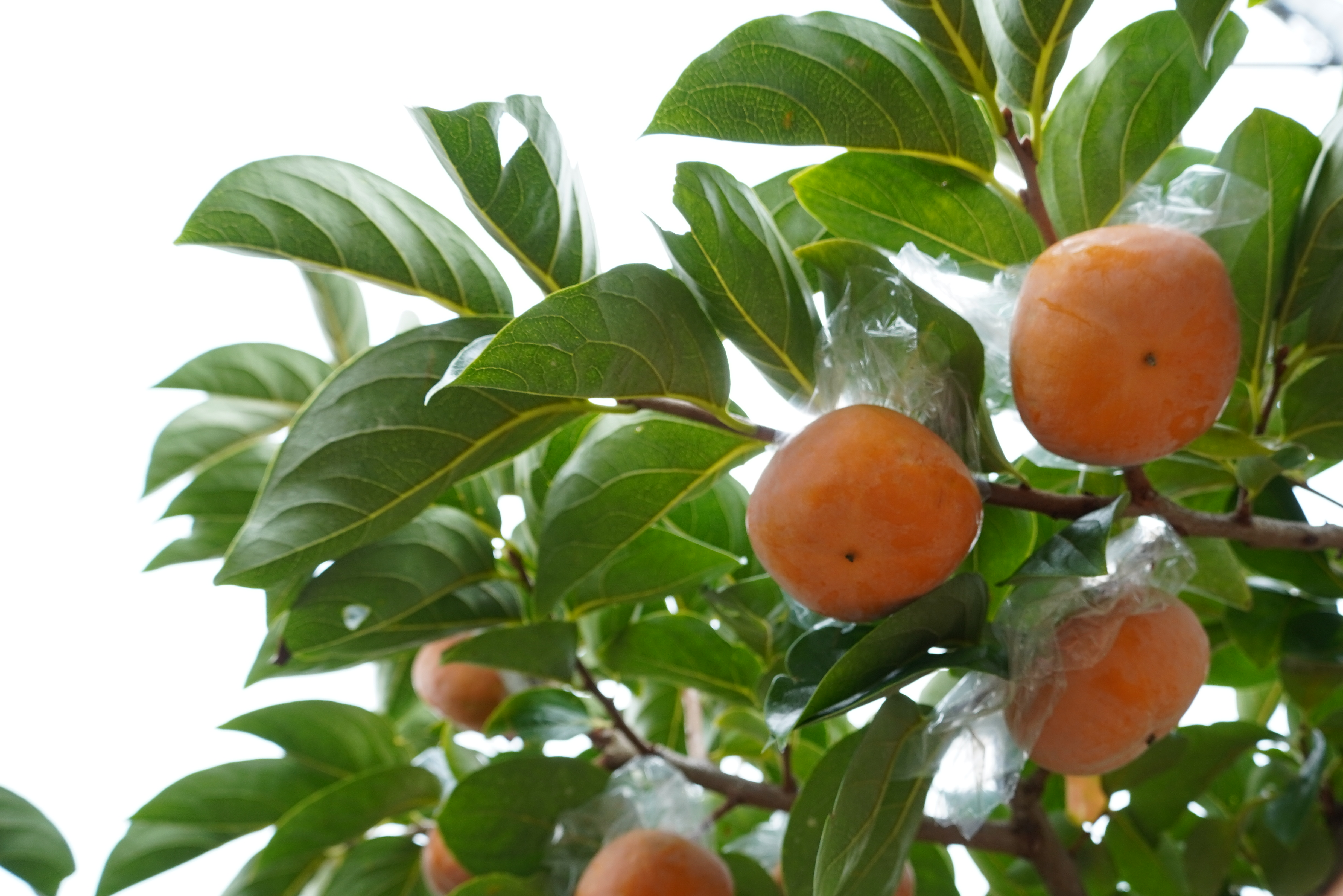 e0109acff1886b1585331c2ef2ab60