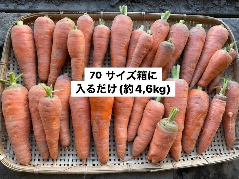 柿みたいな人参！お得な大量セット(4,6kg)