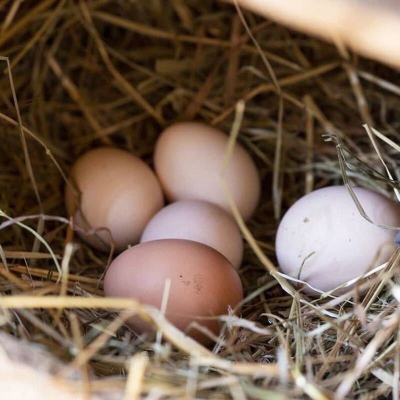 北海道平飼い自然卵】純国産鶏もみじ40個入り（36個＋破卵補償分4個