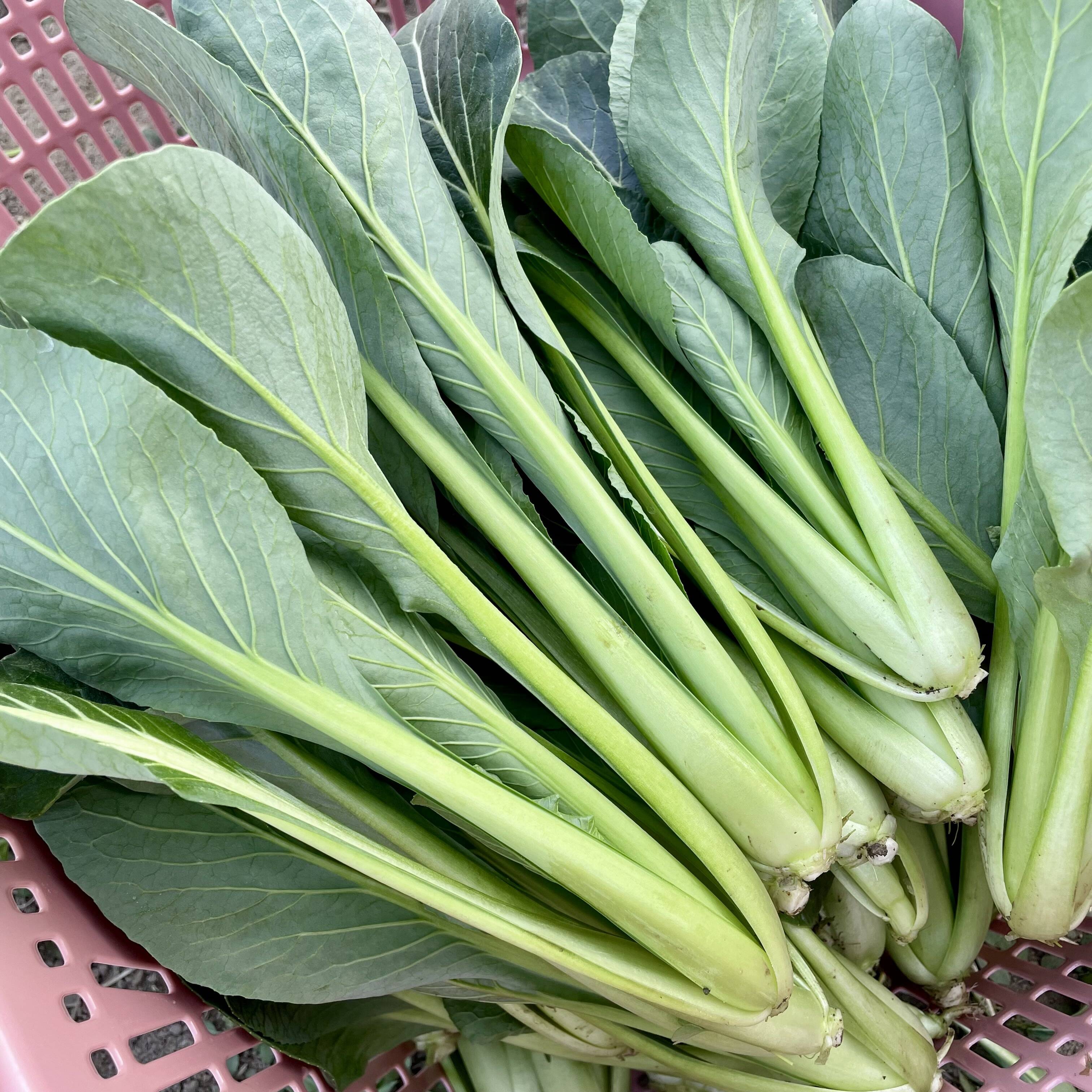 小松菜1.2kg(200g×6袋) 農薬・化学肥料不使用：埼玉県産のその他小松菜