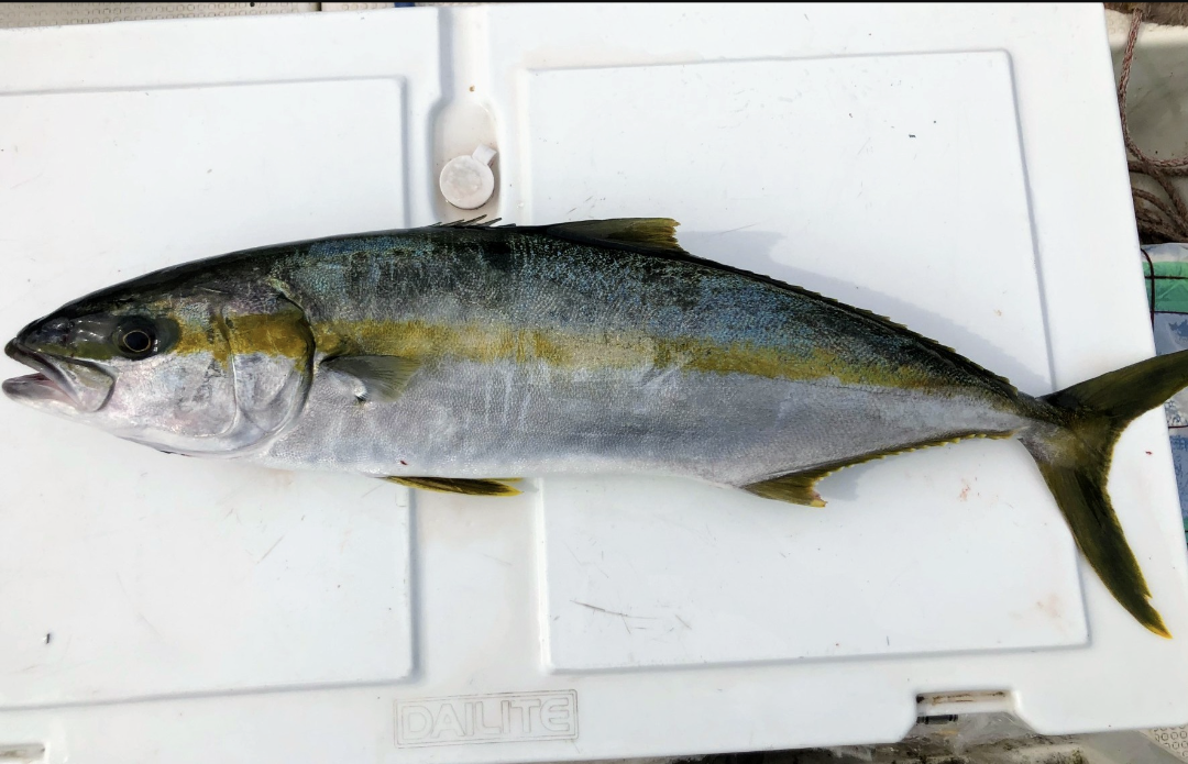 明日朝まで限定 捕れたて ヒラマサ ヒラス 約4 5kg 長崎県対馬市 天然 長崎県産の魚介類 食べチョク 産地直送 産直 お取り寄せ通販 農家 漁師から旬の食材を直送