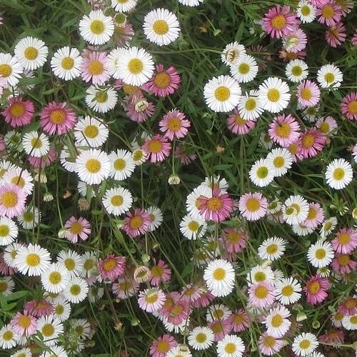 白い宿根草 フロックス イベリス エリゲロン（ゲンペイコギク）＋