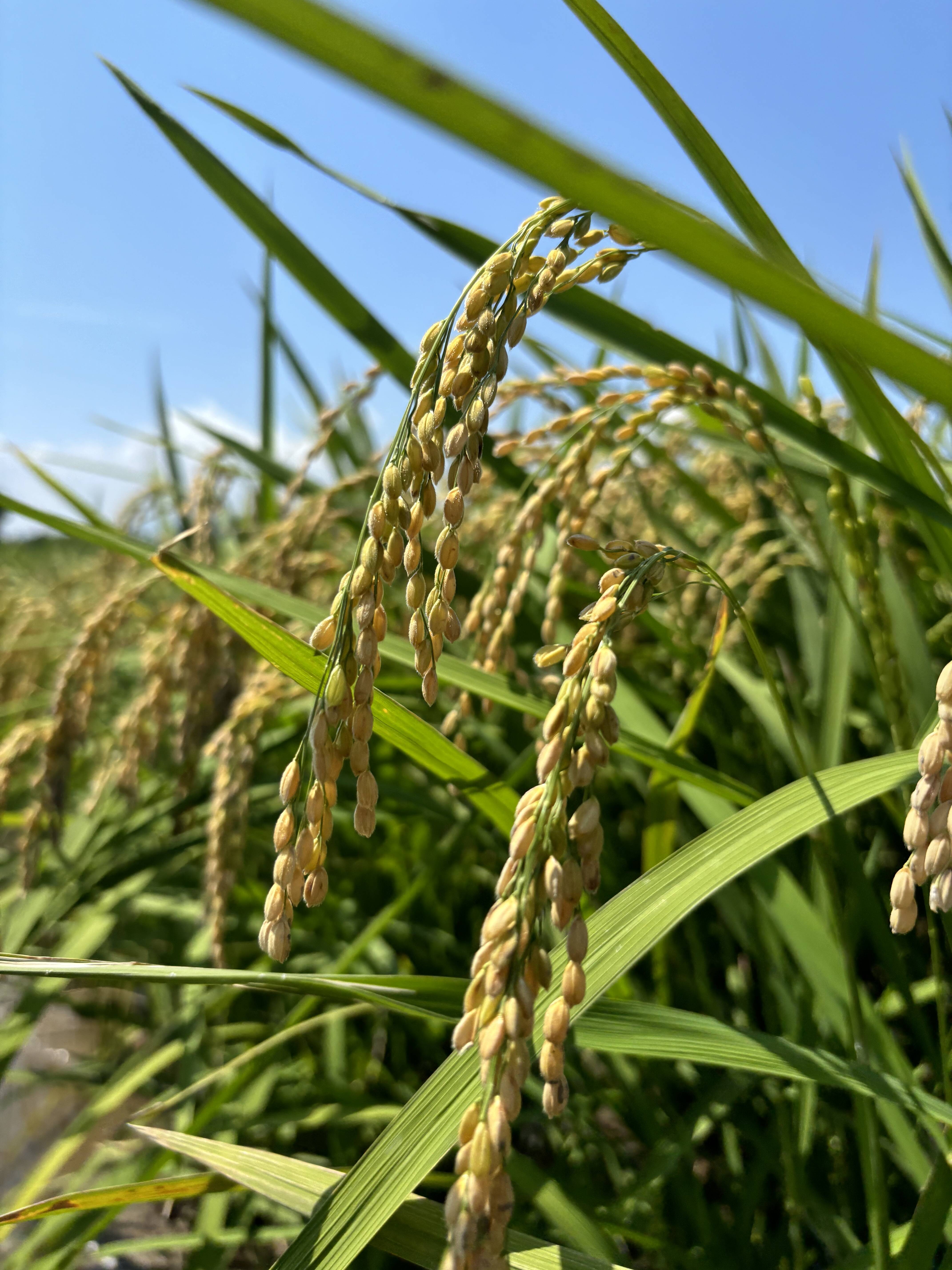 令和6年新米 福岡県産特別栽培米 夢つくし 3キロ：福岡県産の夢つくし｜食べチョク｜産地直送(産直)お取り寄せ通販 - 農家・漁師から旬の食材を直送