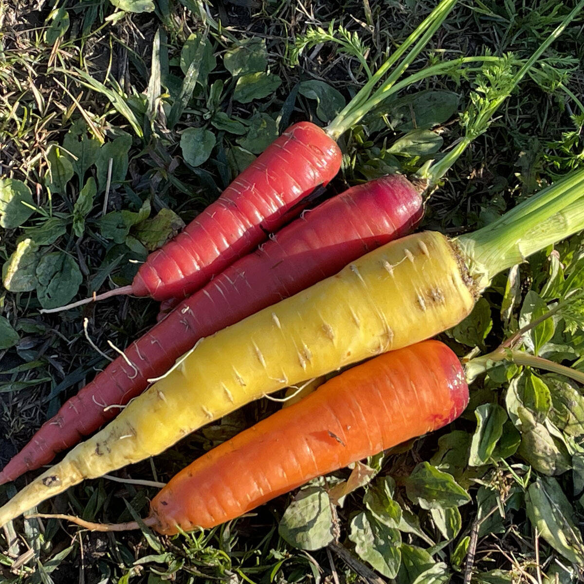 紅はるか③☆農薬不使用☆箱込み1kg 適当な価格 - 野菜