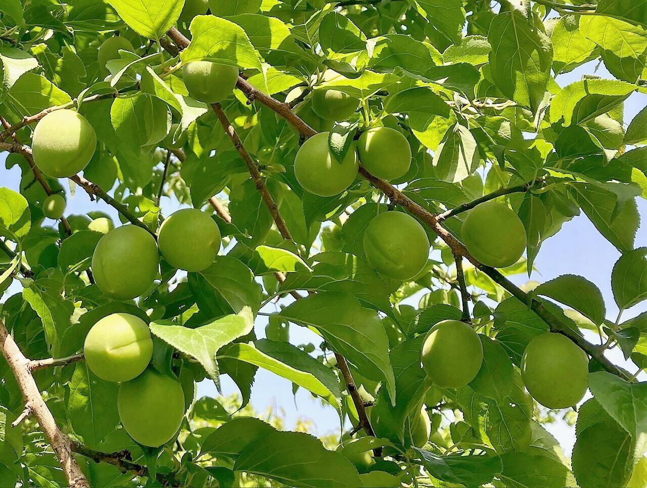 白加賀/青梅 自然栽培 農薬不使用、化学・動物性肥料不使用 ☆L