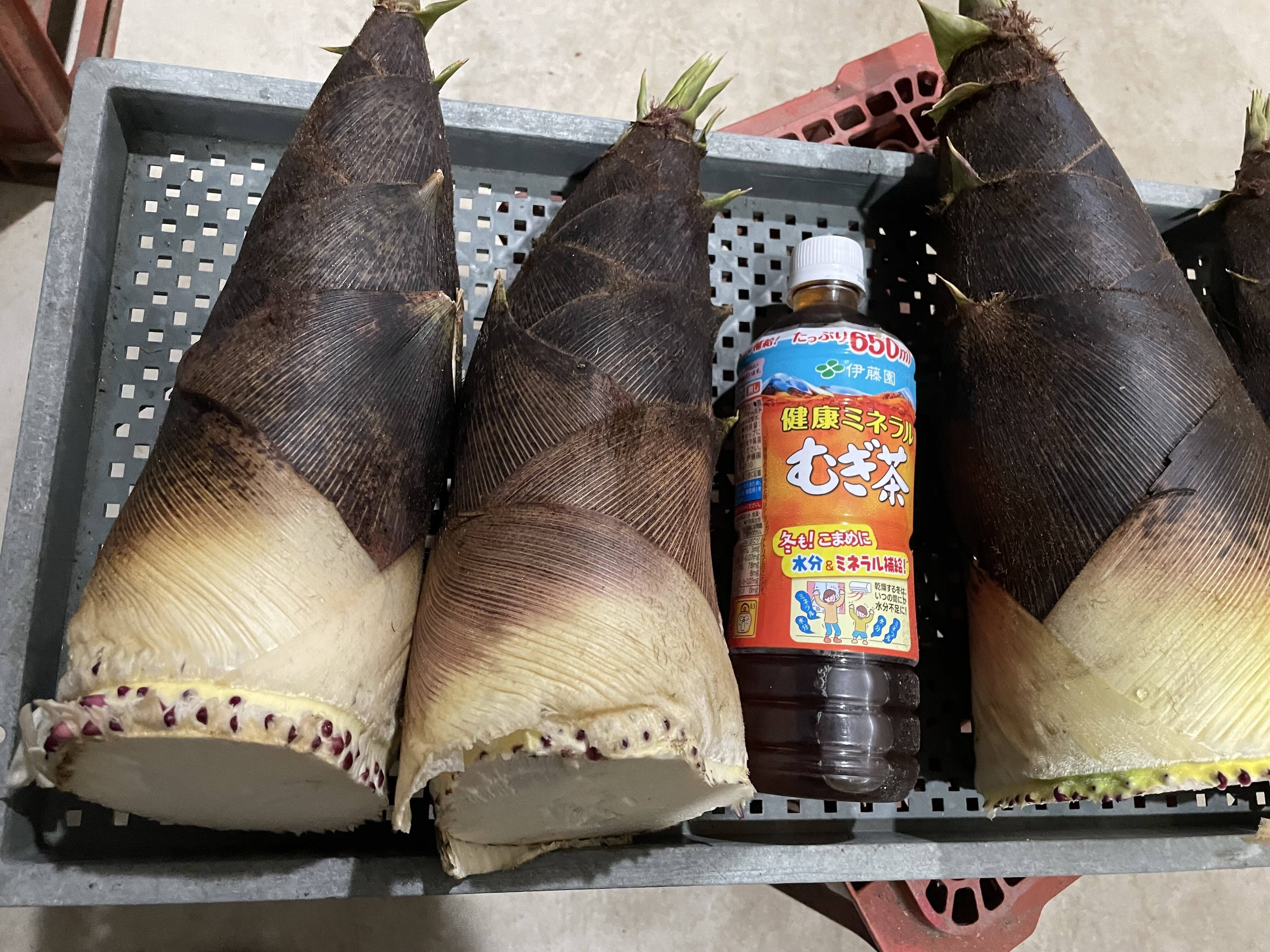 🍴 Eat choku ｜ [Bamboo shoots without pesticides and chemical fertilizers] Confidence in the taste of around 4 kg!Bamboo shoots from Tanba, Hyogo Prefecture Limited to this time! !With rice bran◎Bamboo shoots Various sizes Freshly harvested…