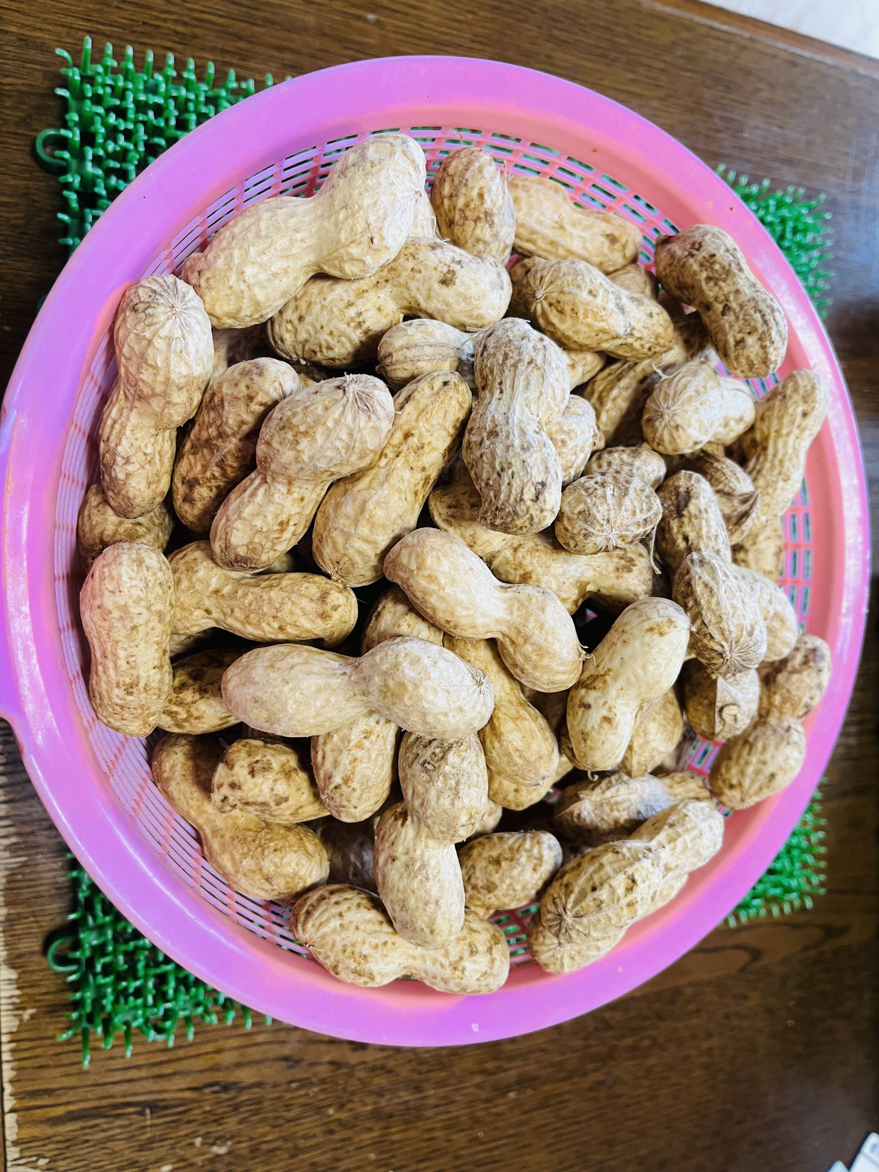☆生落花生「おおまさり」横浜市内産「約800g」この時期限定商品
