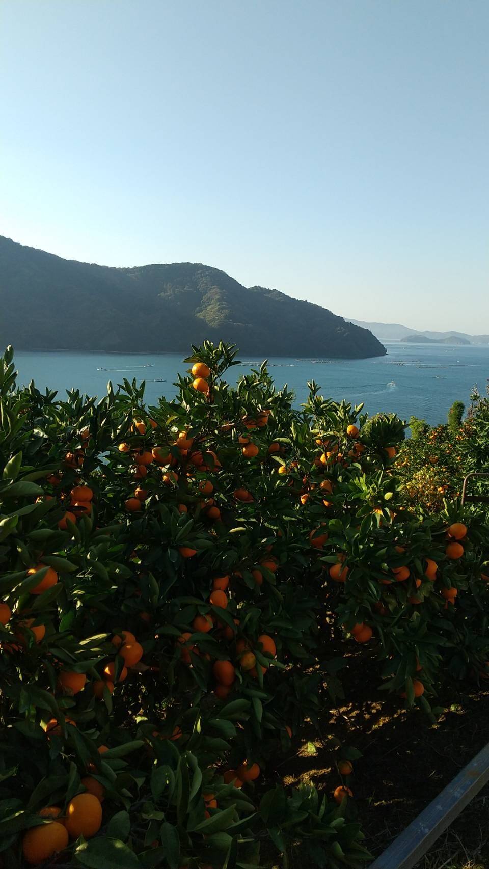 コタツにミカンといえばこれ！サンプル糖度11.4。冬の定番南柑20号