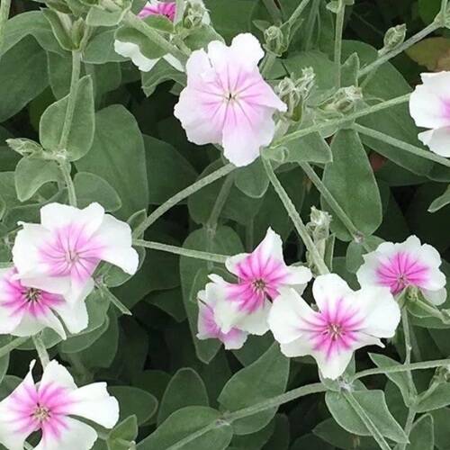 2個セット リクニス コロナリア オキュラータ ロックガーデン 宿根草