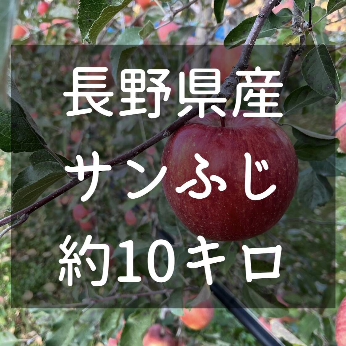 長野県松本産 サンふじ 約10キロ 32〜24玉：長野県産のふじ｜食べ