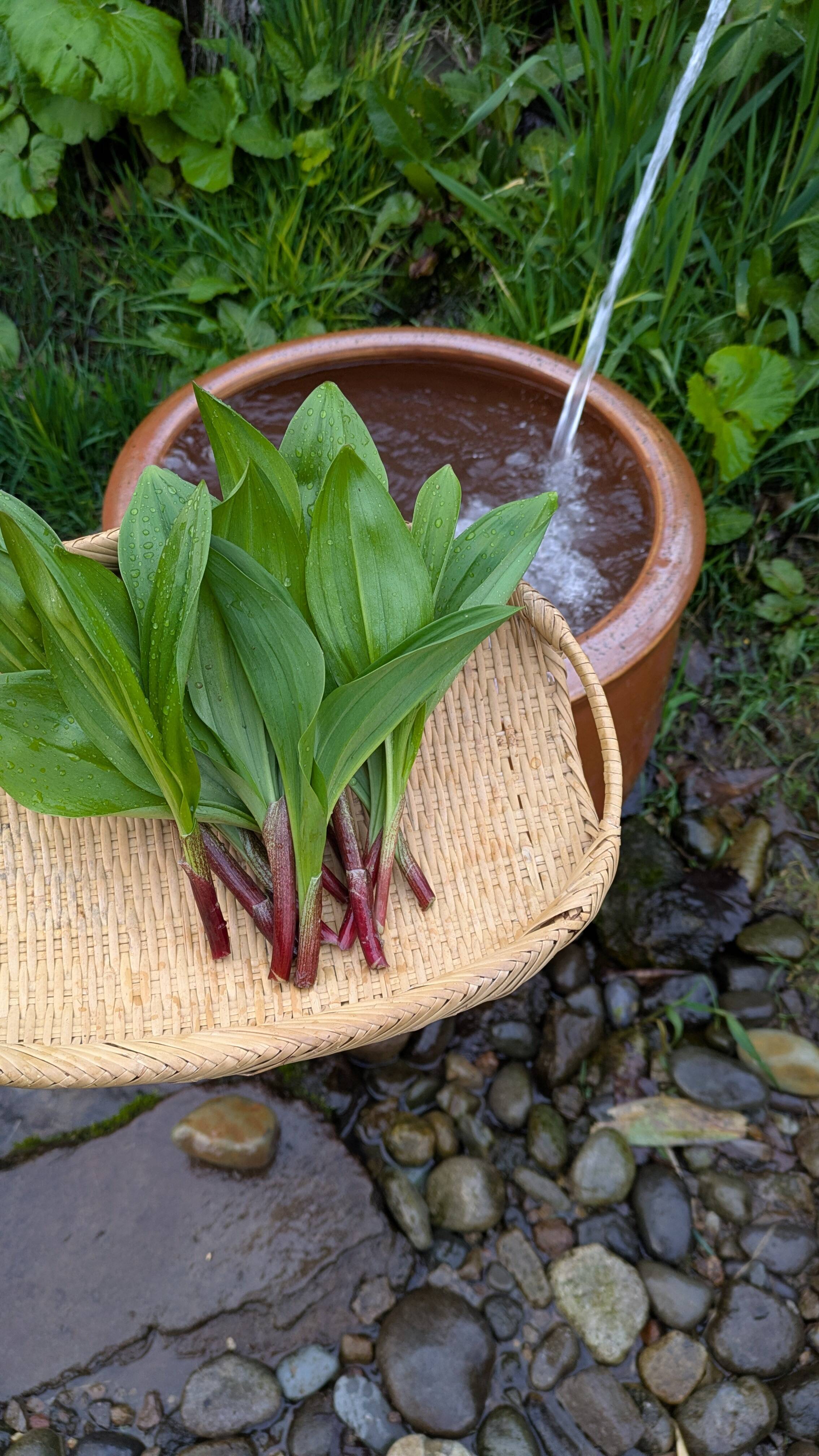 春限定山菜の王様】 北海道産行者ニンニク300g】：北海道産の