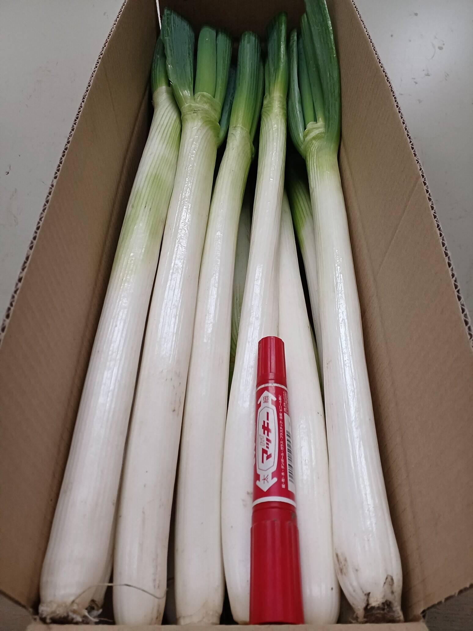 【常温】白ネギ 15kg Lサイズ(1.5cm程度) 白ねぎ 長ねぎ B品 imgrc0104521347.jpg