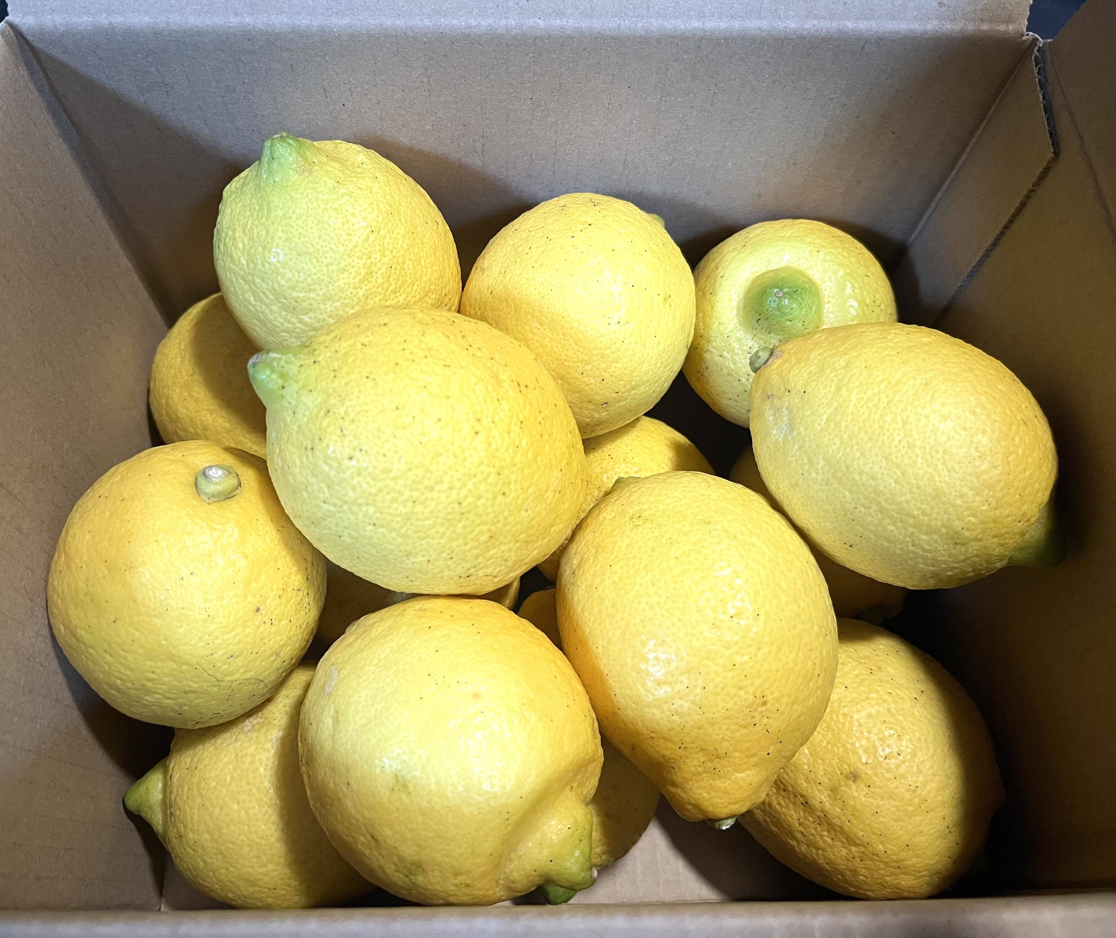 瀬戸内のレモン2kg 農薬、肥料不使用 皮まで安心して食べて頂けます