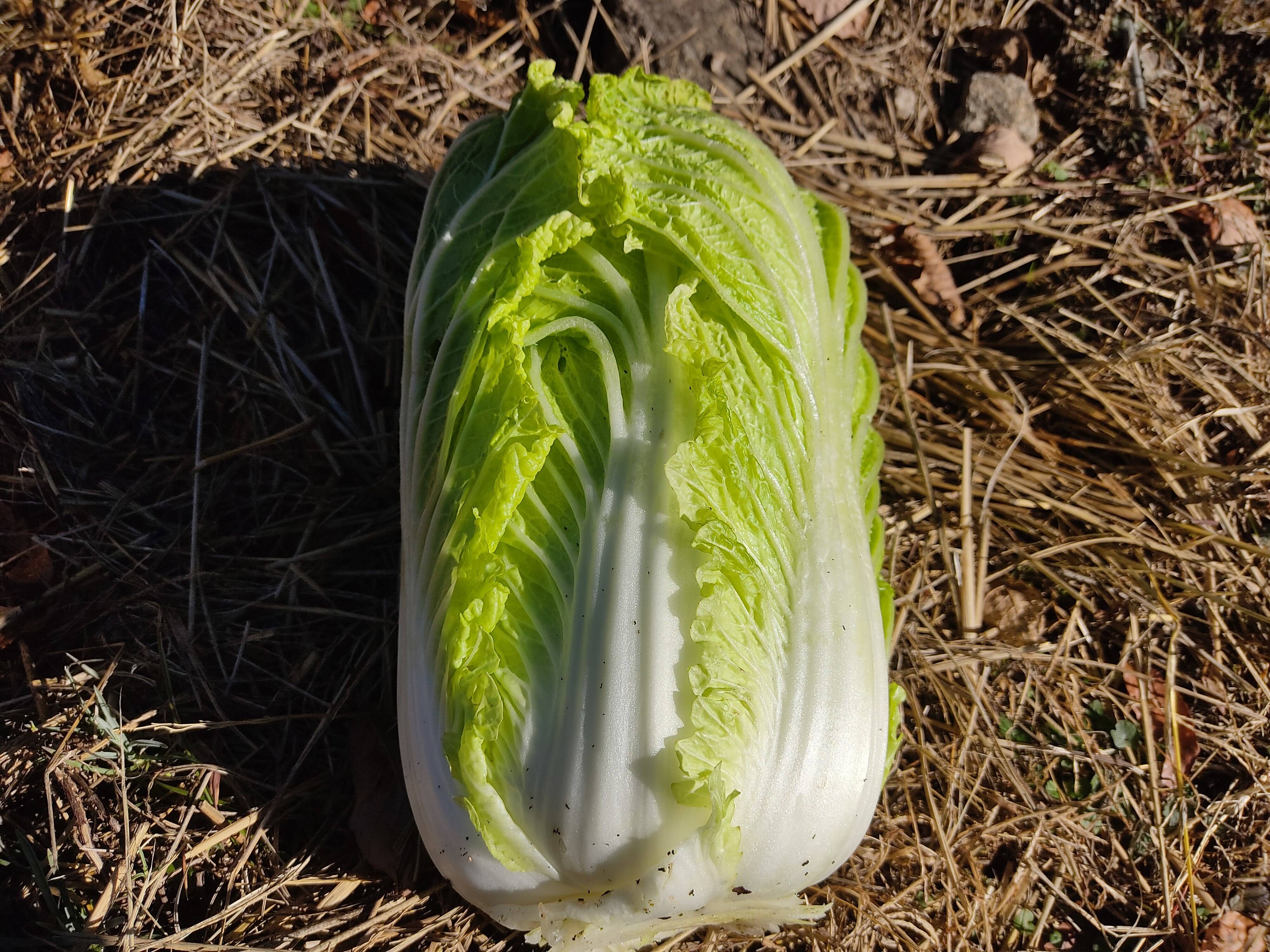 農薬不使用栽培！白菜 2玉 (一玉1.5kg~2kg)：長野県産の白菜｜食べチョク｜産地直送(産直)お取り寄せ通販 - 農家・漁師から旬の食材を直送