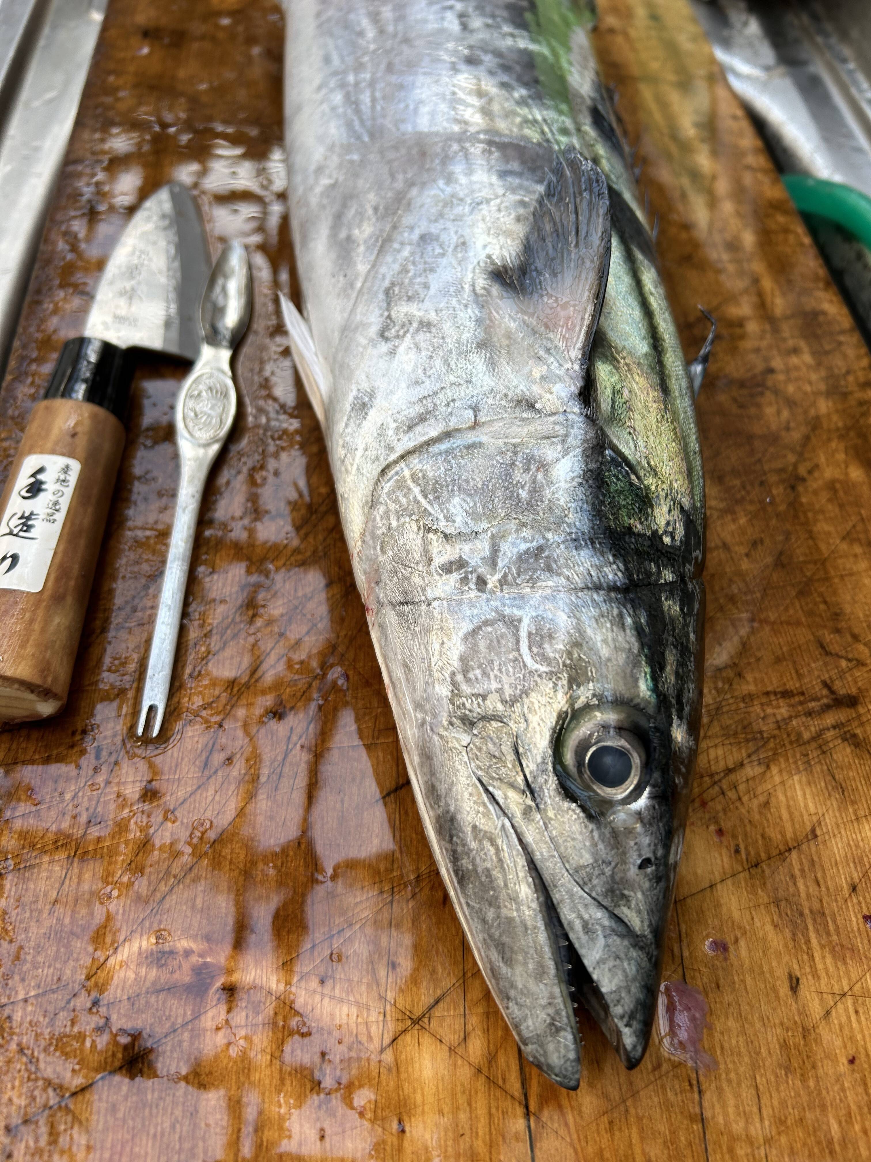 日間賀島産、天然（脂乗り良）鰆【脂質7-8%個体】 わた，エラだし処理