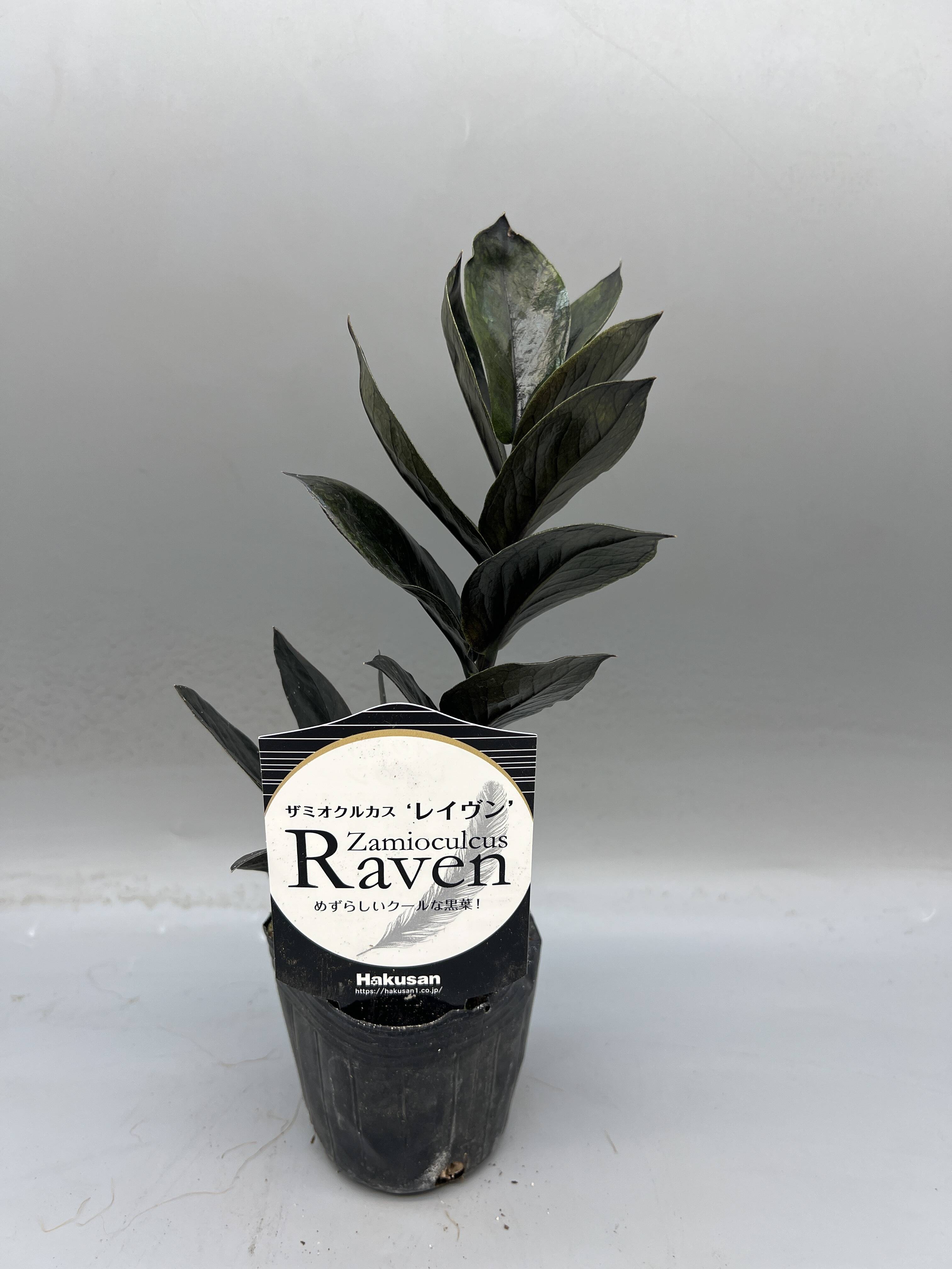 ザミオクルカス レイヴン 4号 珍しい観葉植物 プラスチック鉢