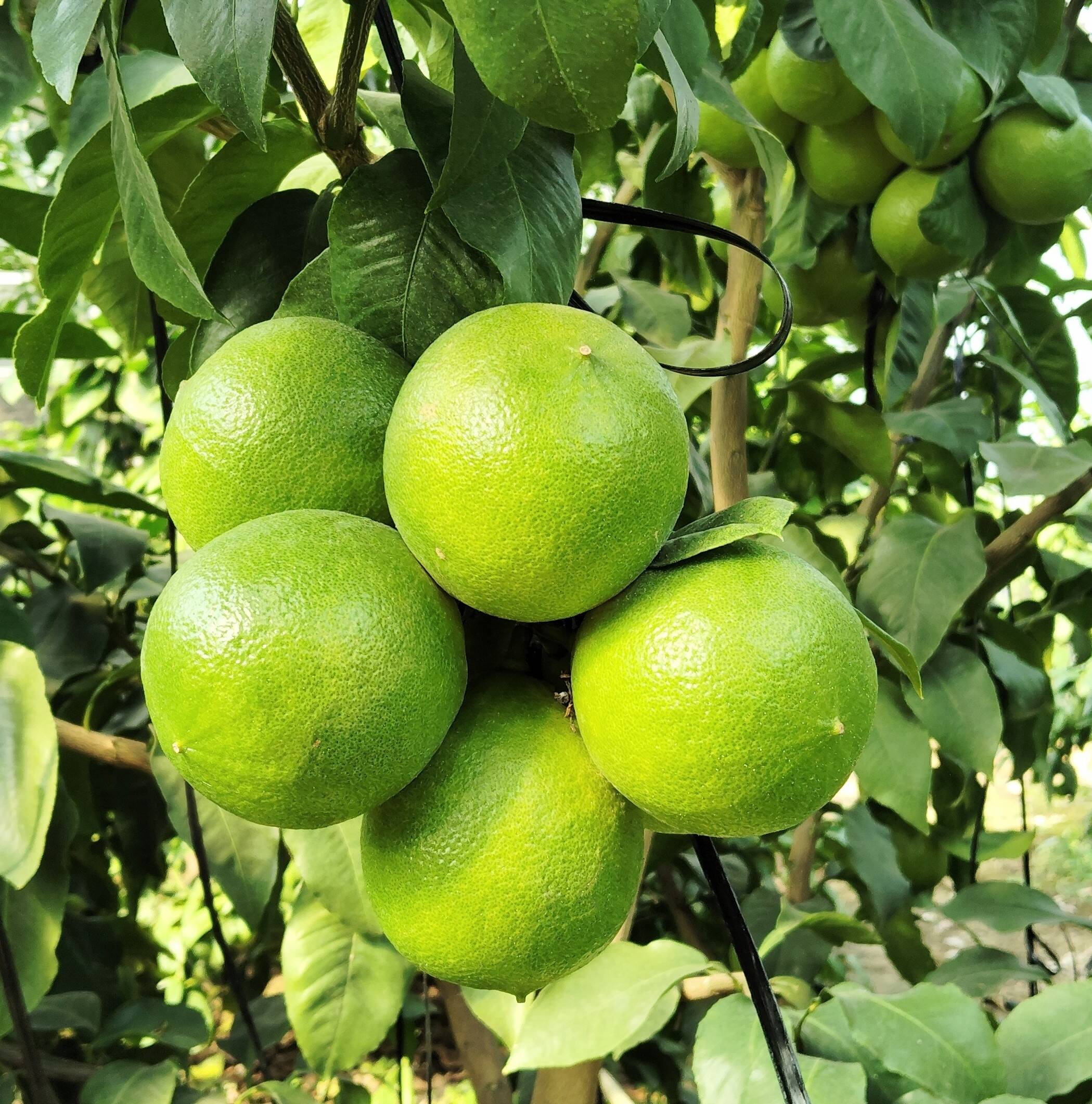 楽天市場】お値打ちみかん 愛知県蒲郡産 約5kg 等級優以上 M〜L