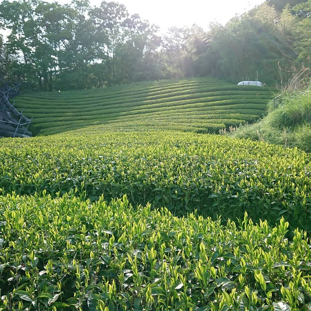 卓抜 肥料不使用 白茶 加茂自然農園のお茶 農薬 2020年 在来 中国