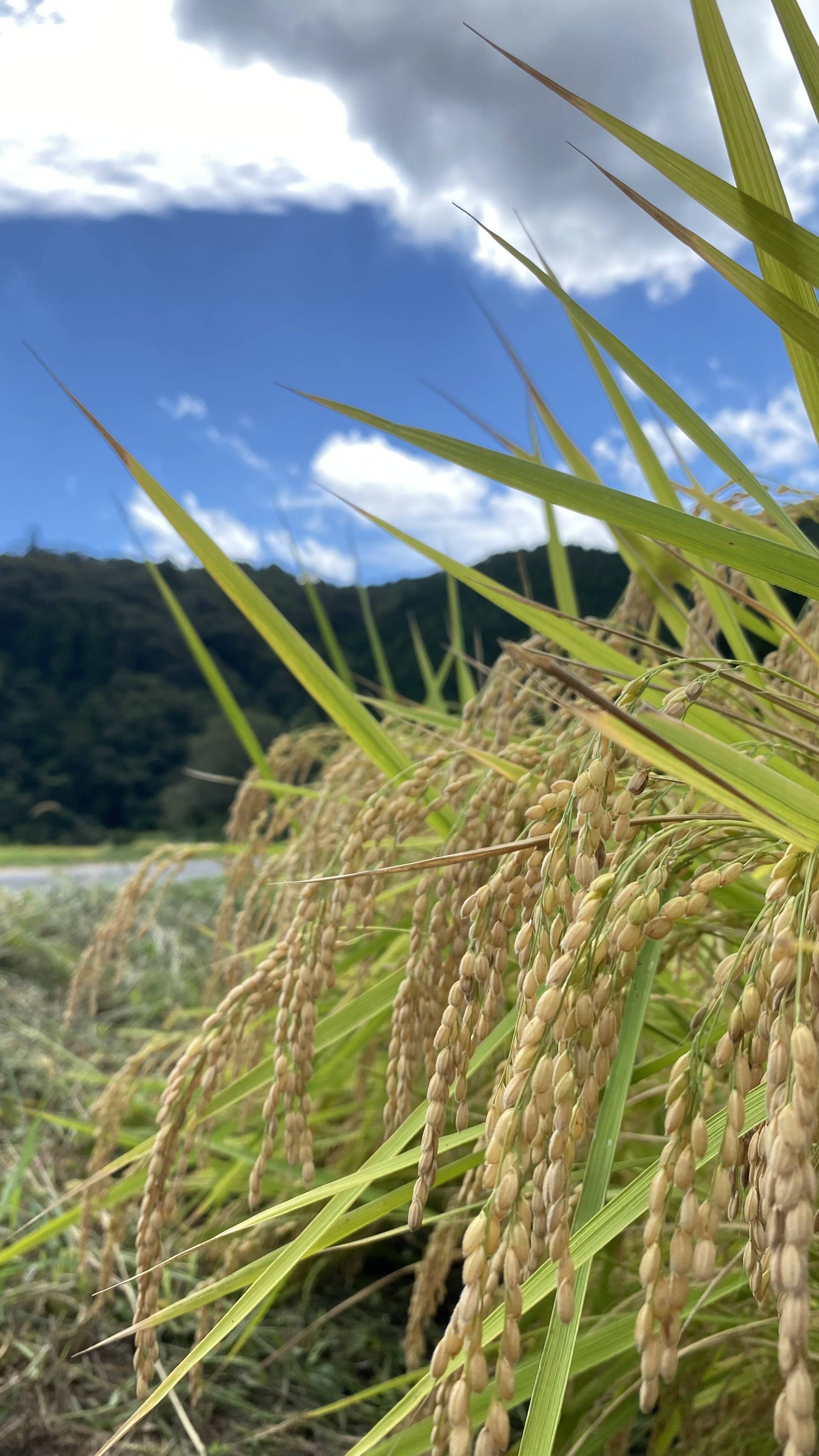 色選使用】令和8年産 岡山県産きぬむすめ 単一原料 玄米10kg：岡山県産
