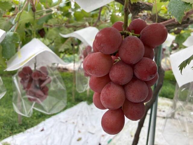 数量限定☆9月発送予定（山梨県産 クイ-ン二－ナ 約0.9Kg）：山梨県産